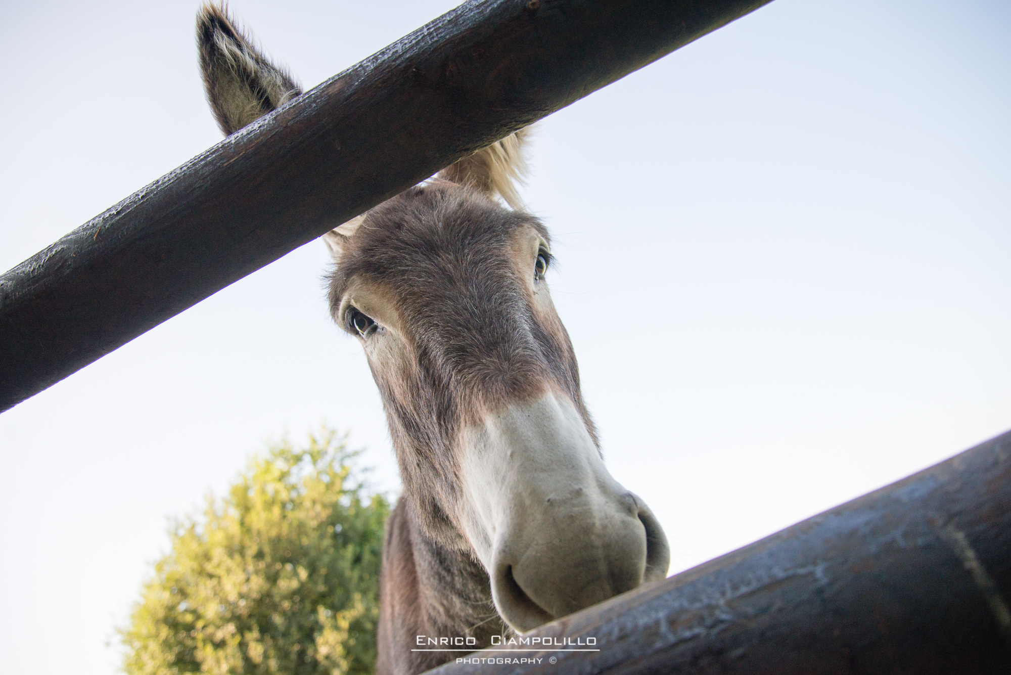 Donkey French countryside