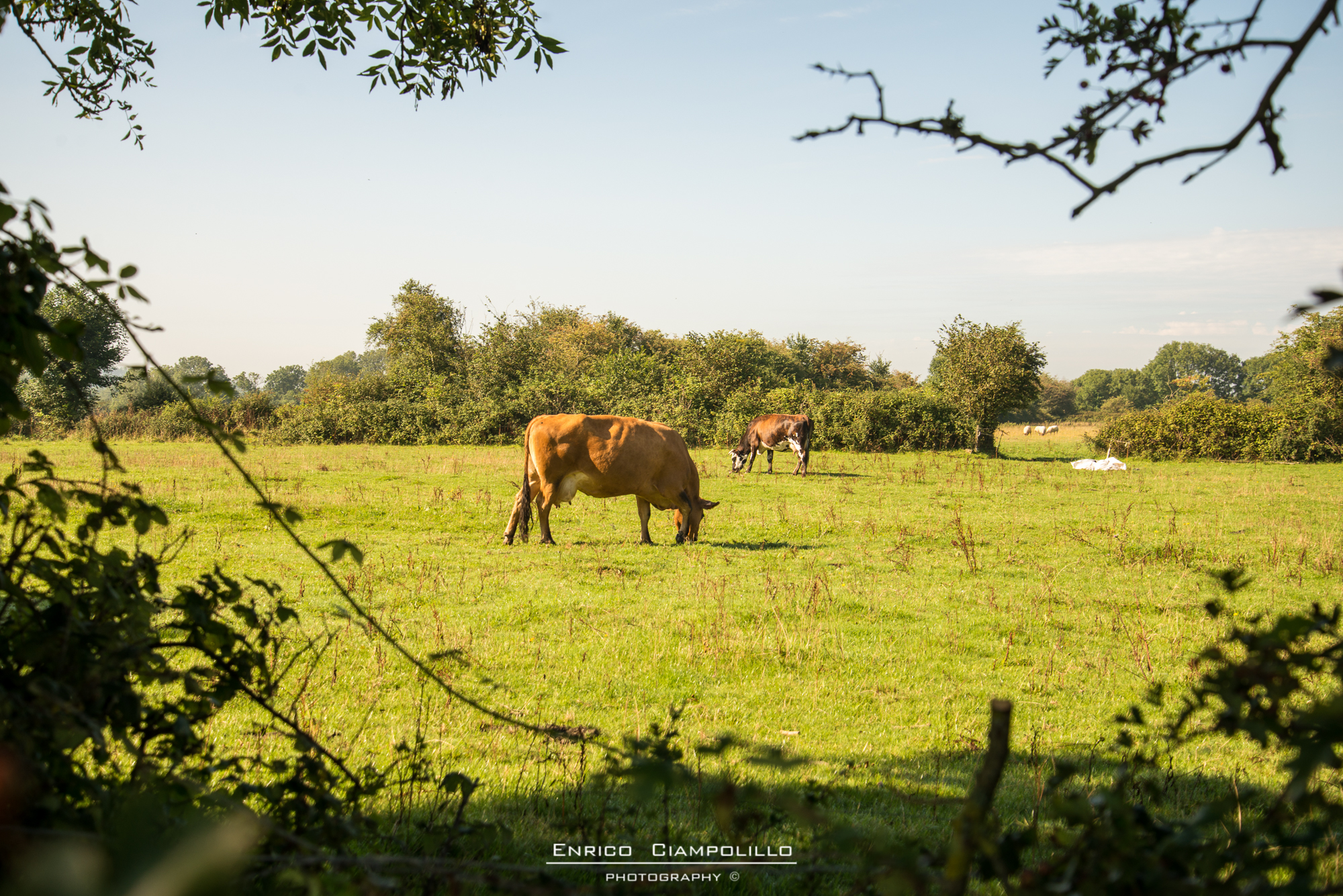 Campagna Francese , mucca al pascolo