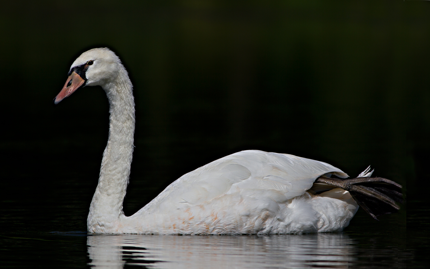 Mute Swan in freedom