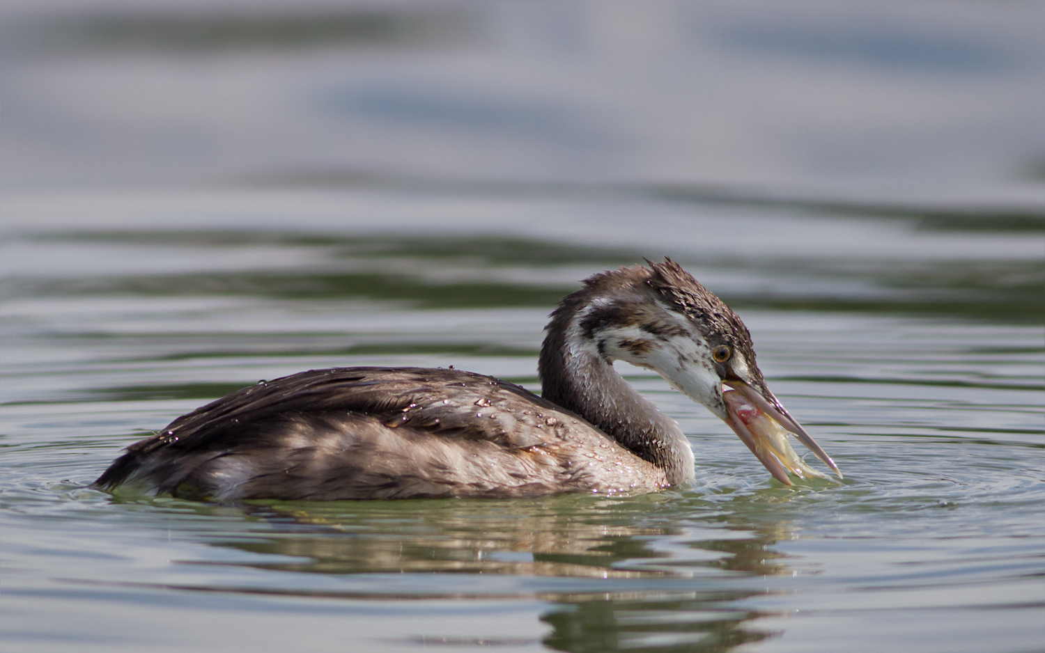Giovane Svasso con preda