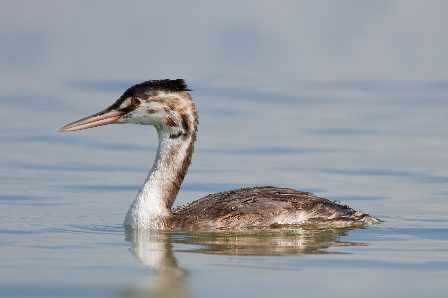 Young Grebe