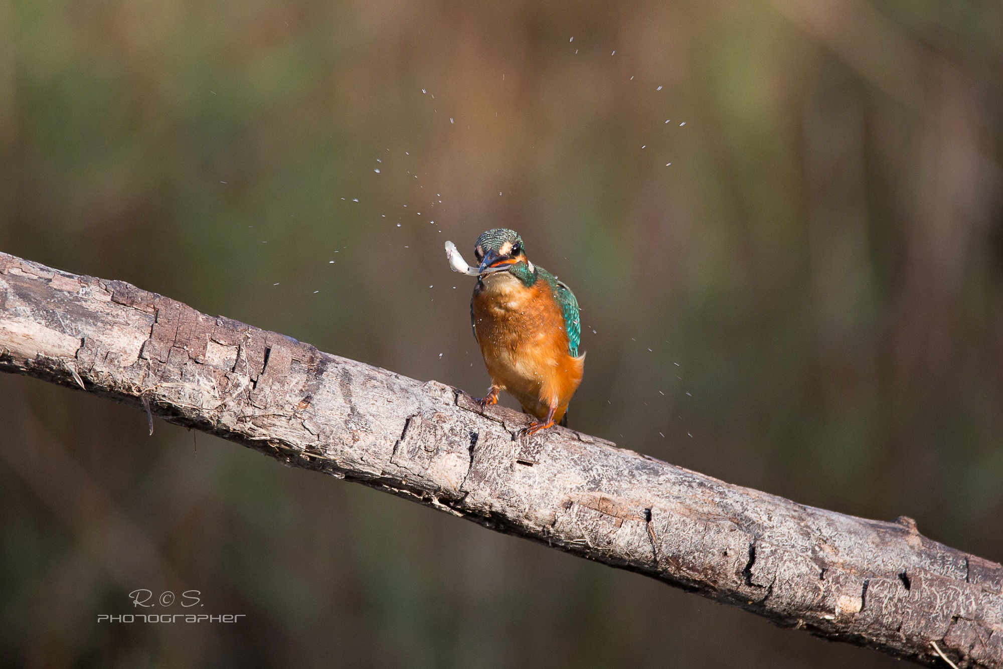 Martin Pescatore con preda.