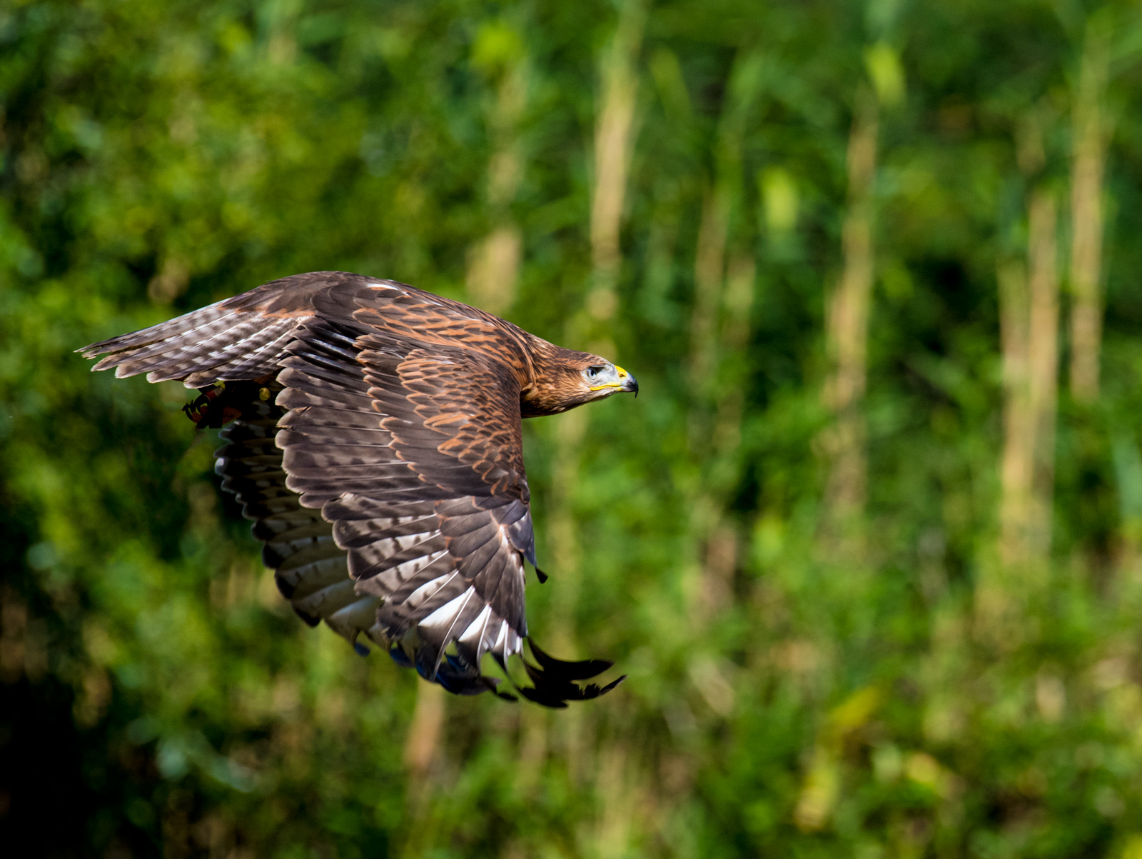 Young long-legged buzzard