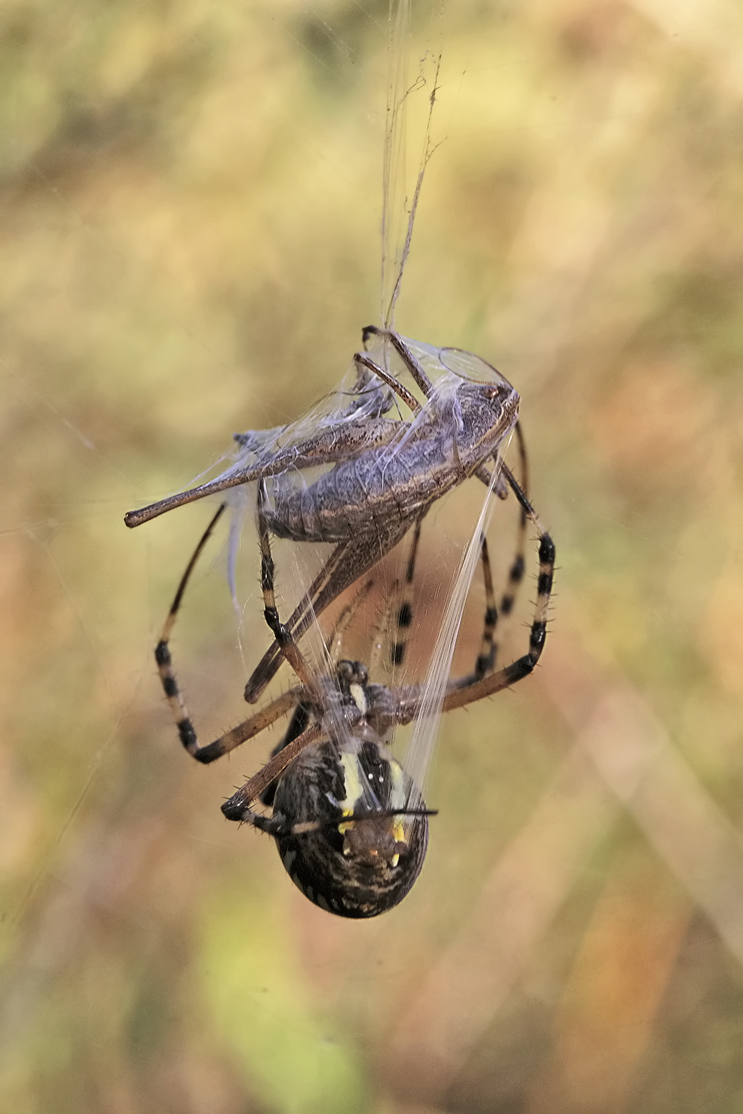 Argiope bruennichi, or the wasp spider