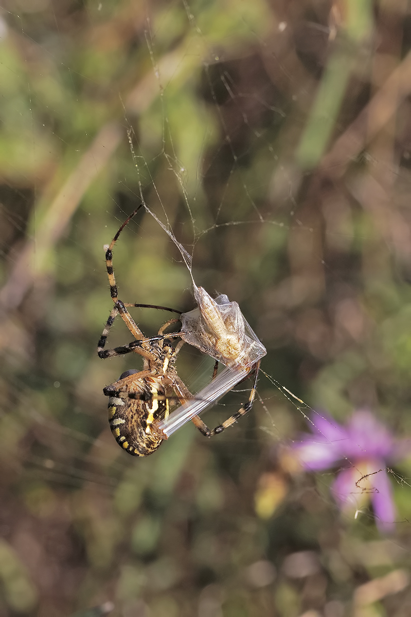 Argiope bruennichi, or the wasp spider