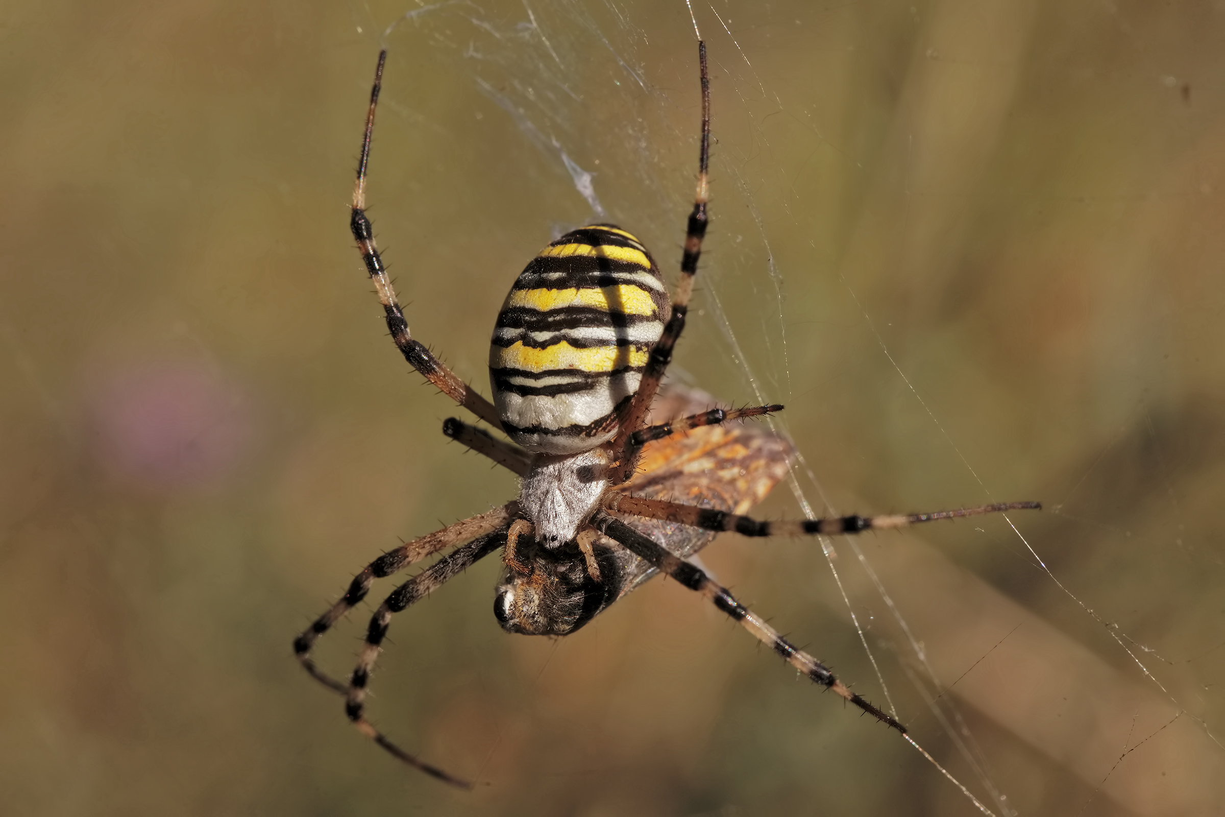 Argiope bruennichi, or the wasp spider