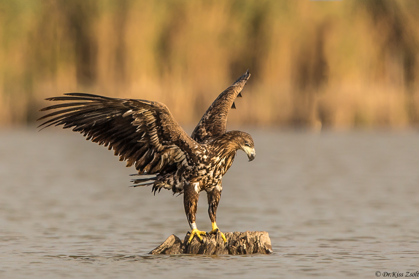 Aquila dalla coda bianca