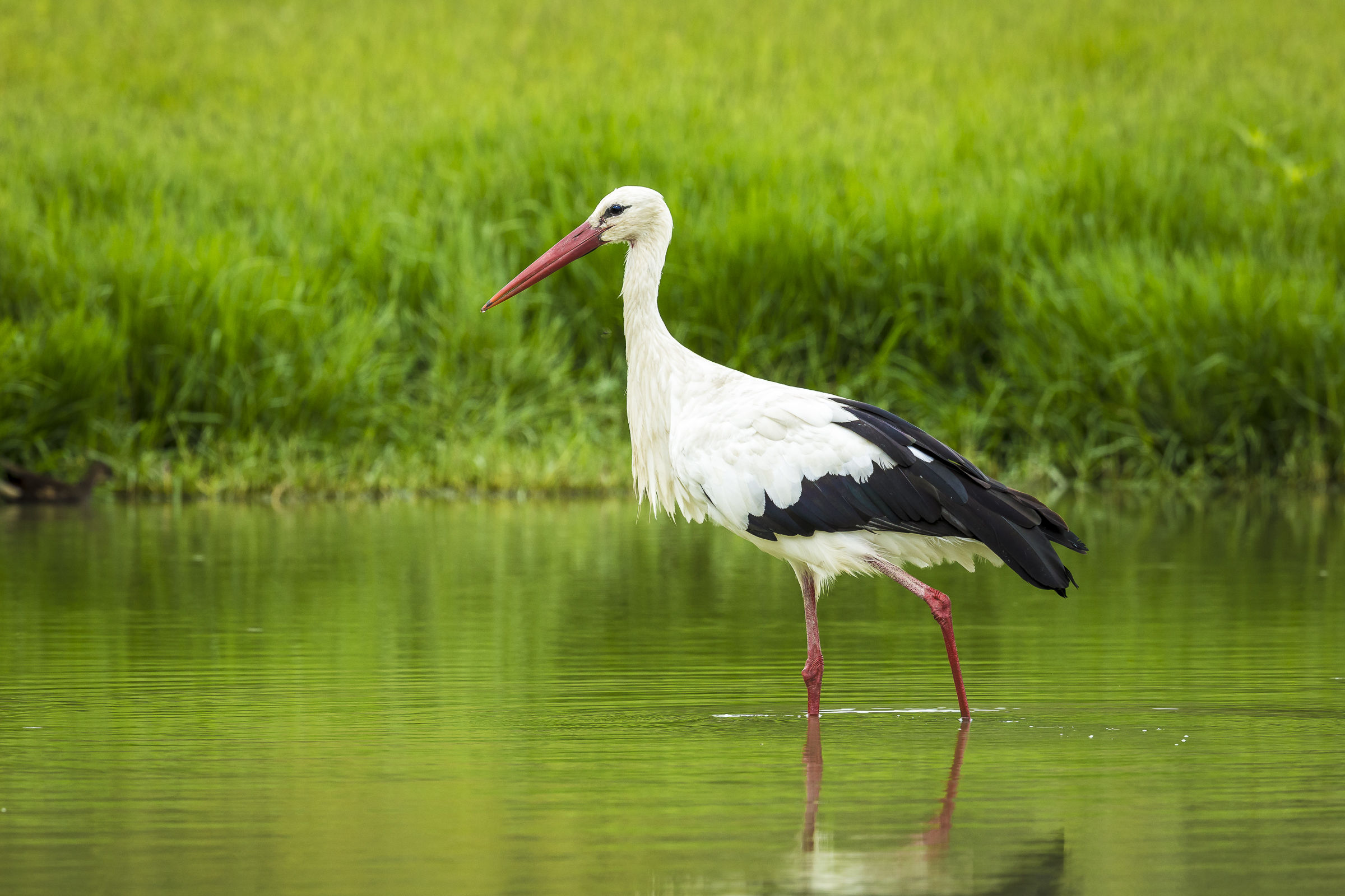 white stork
