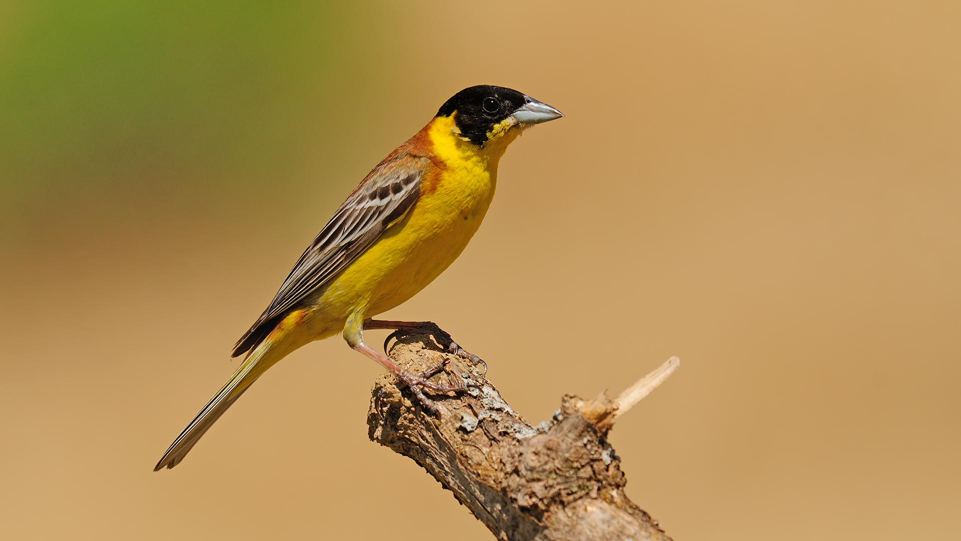 Emberiza melanocephala »Black-headed Bunting