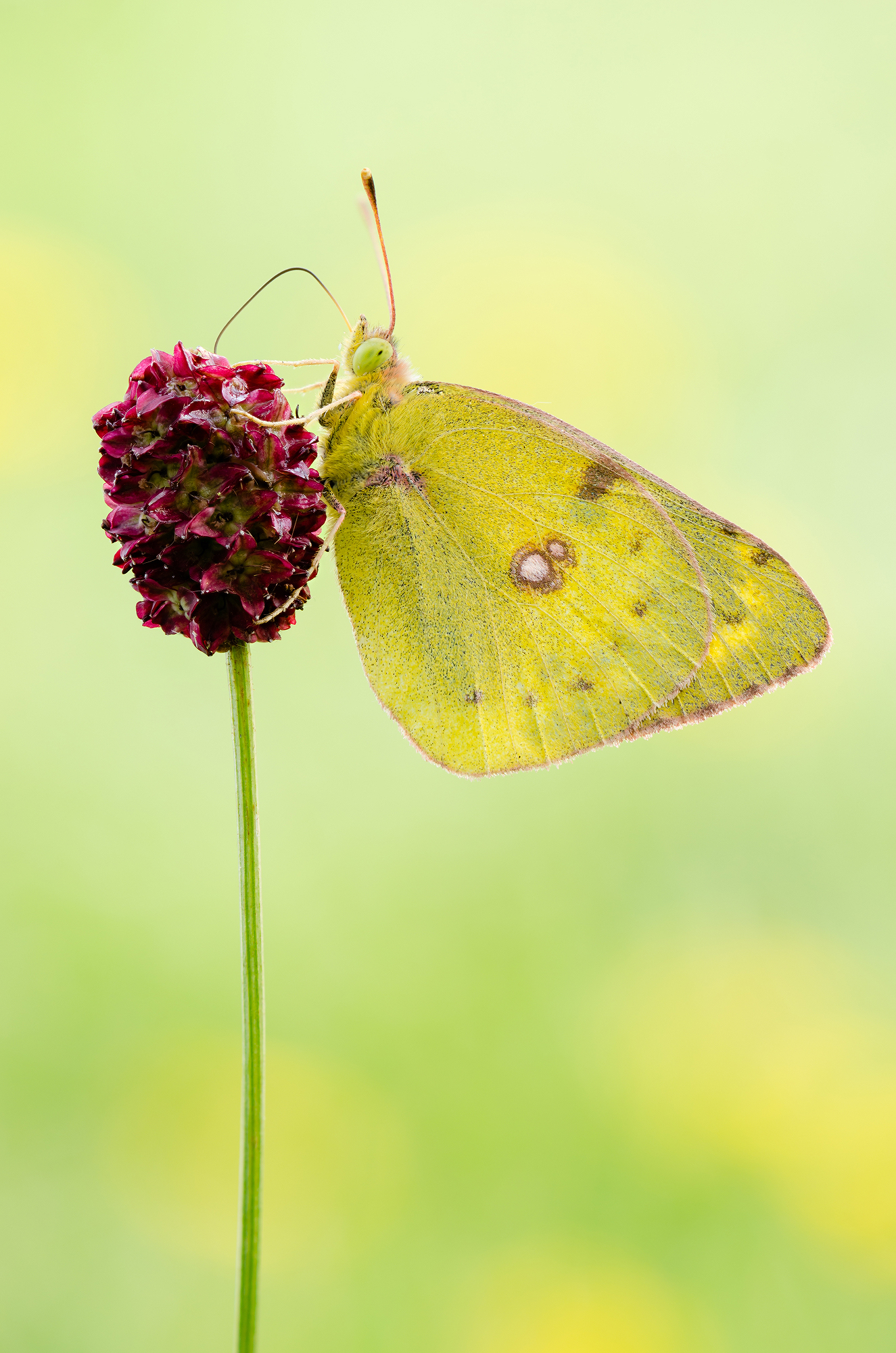 Colias myrmidone