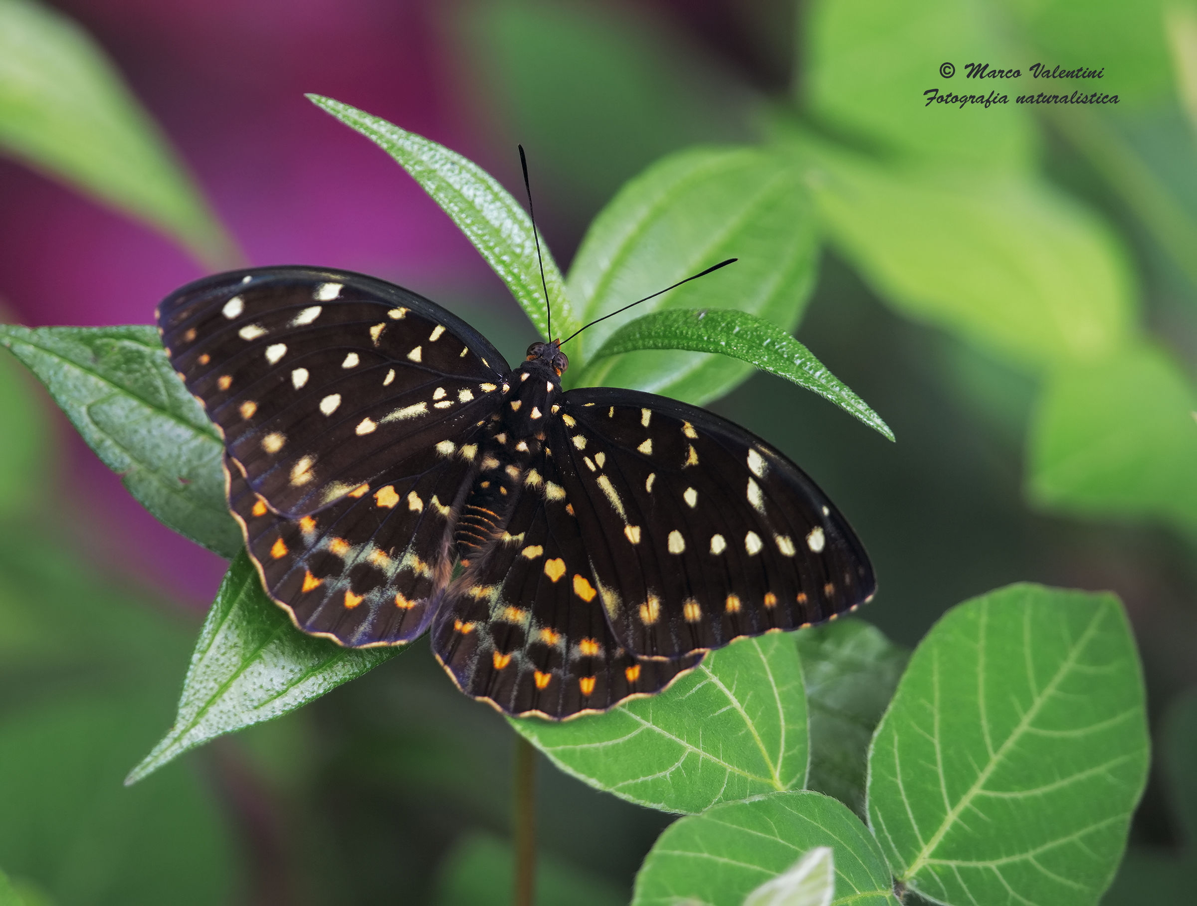 Butterfly in the wild