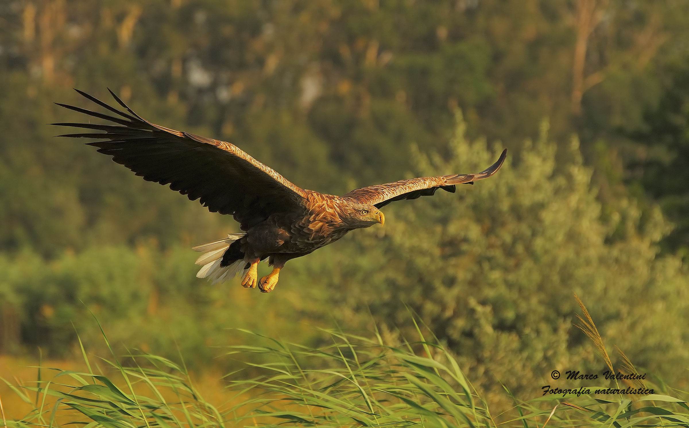 The flight on the reeds