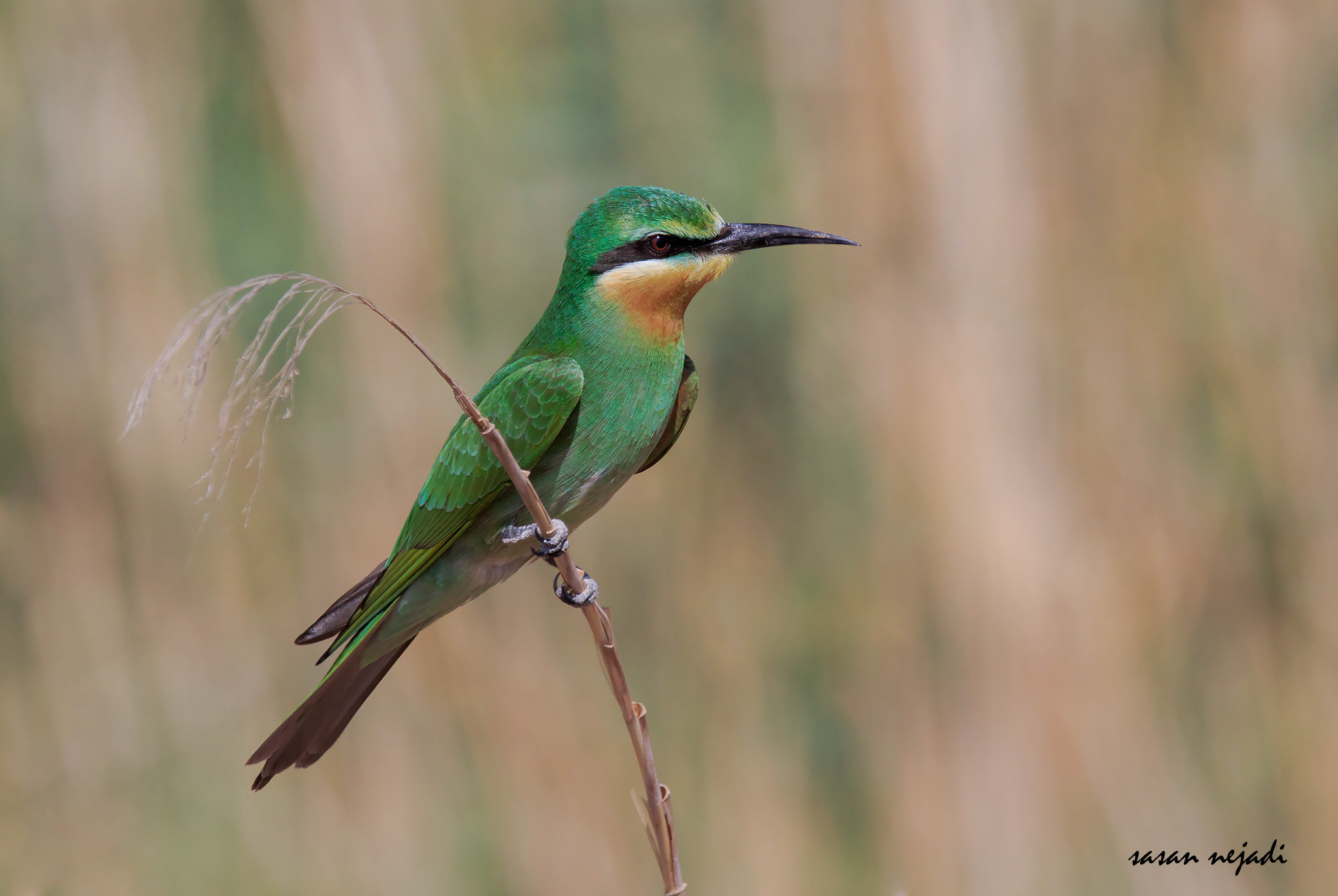 Blue-cheeked bee-eater