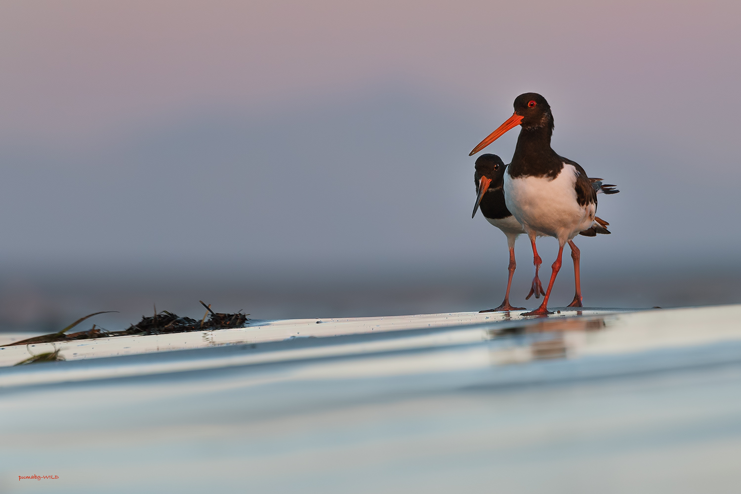 Haematopus ostralegus