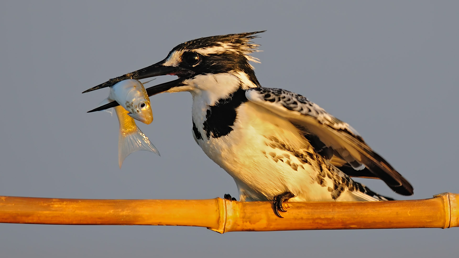 Ceryle rudis »Pied Kingfisher