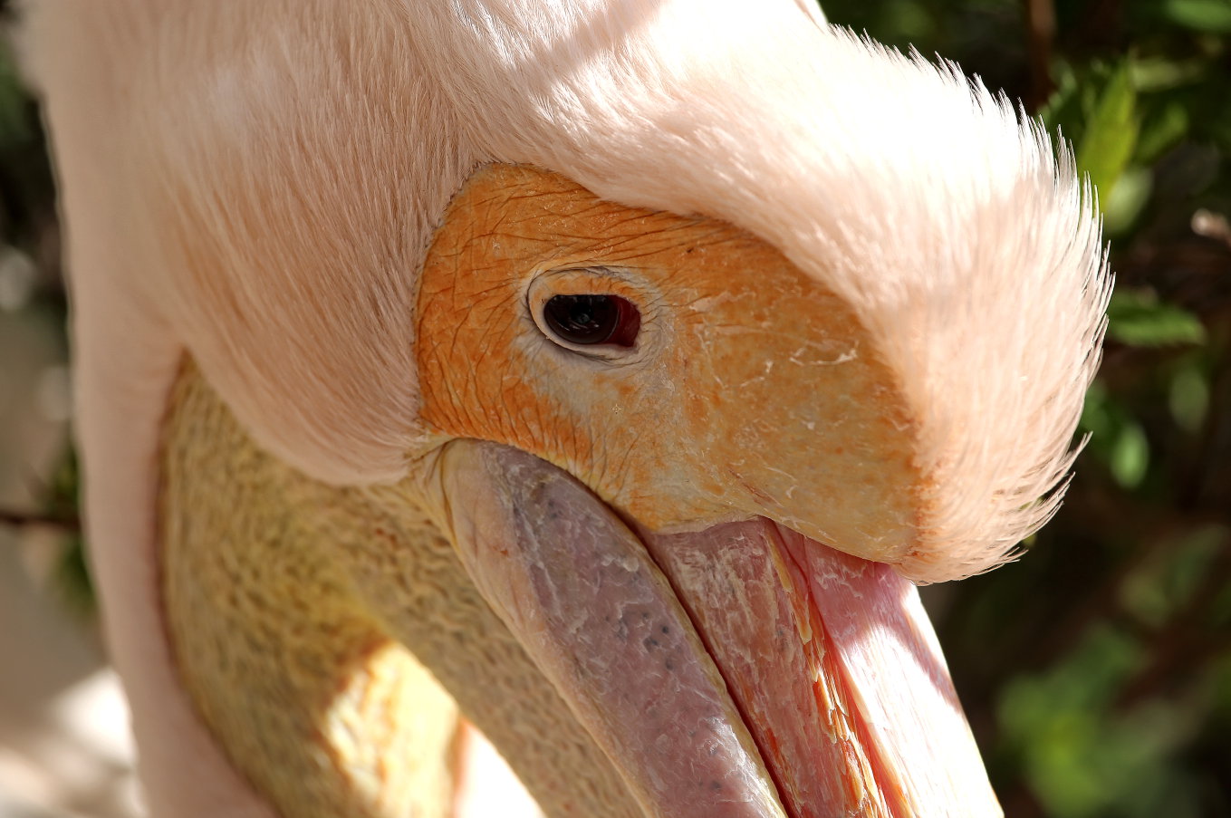 pelican