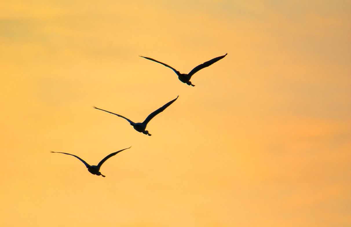 Spatulas dawn in training.