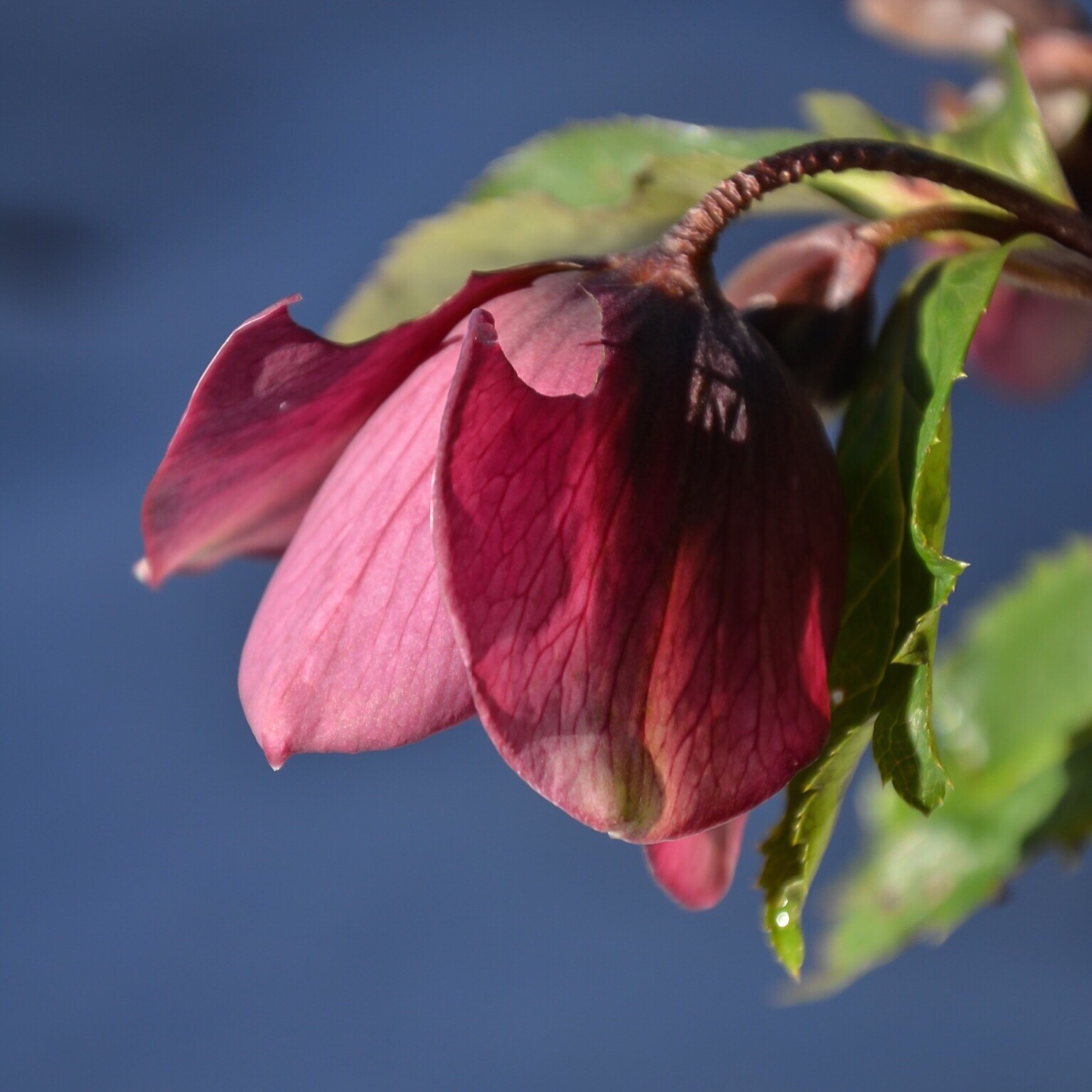 Helleborus orientalis