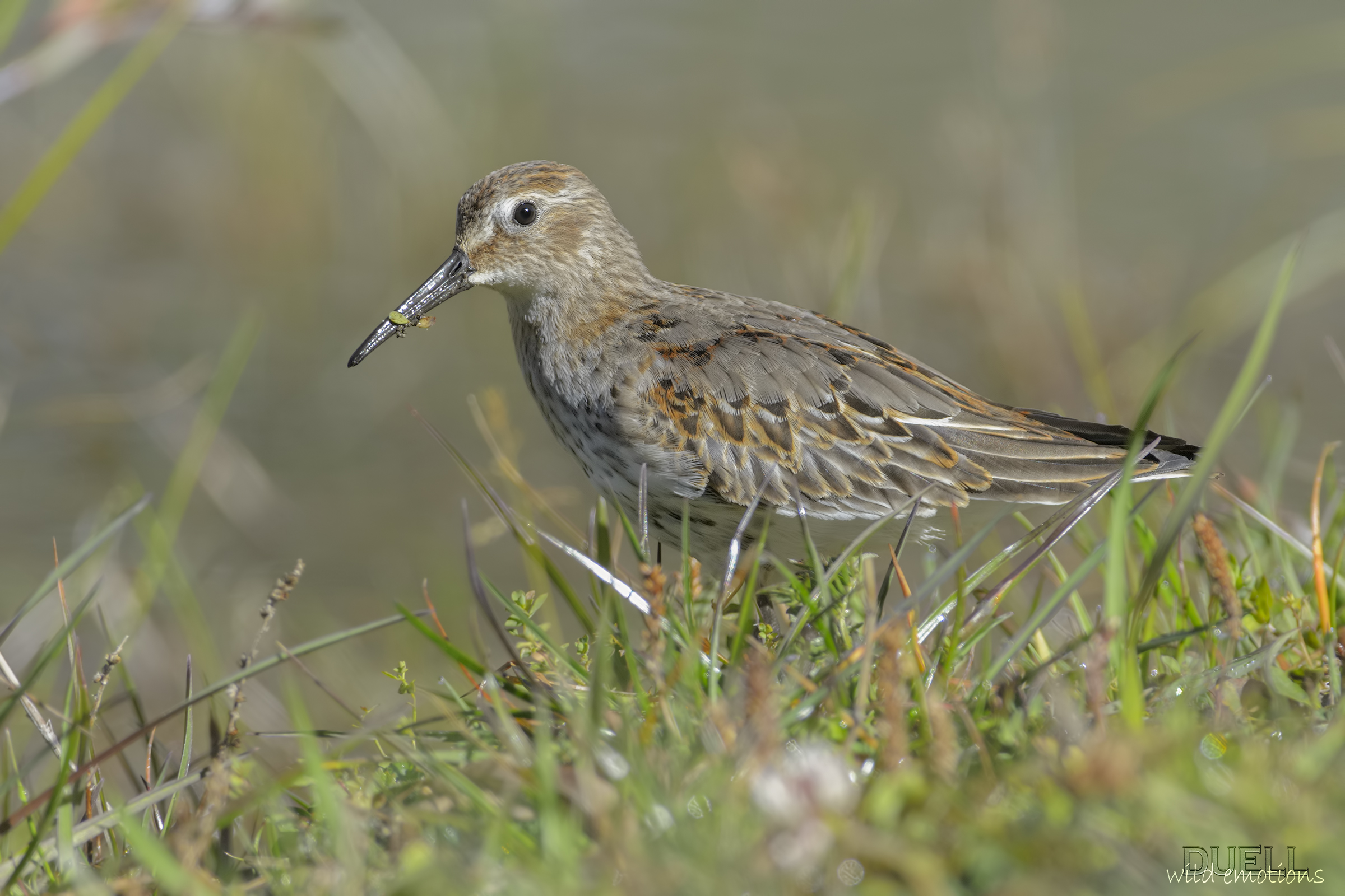 identification ornithological Wanted