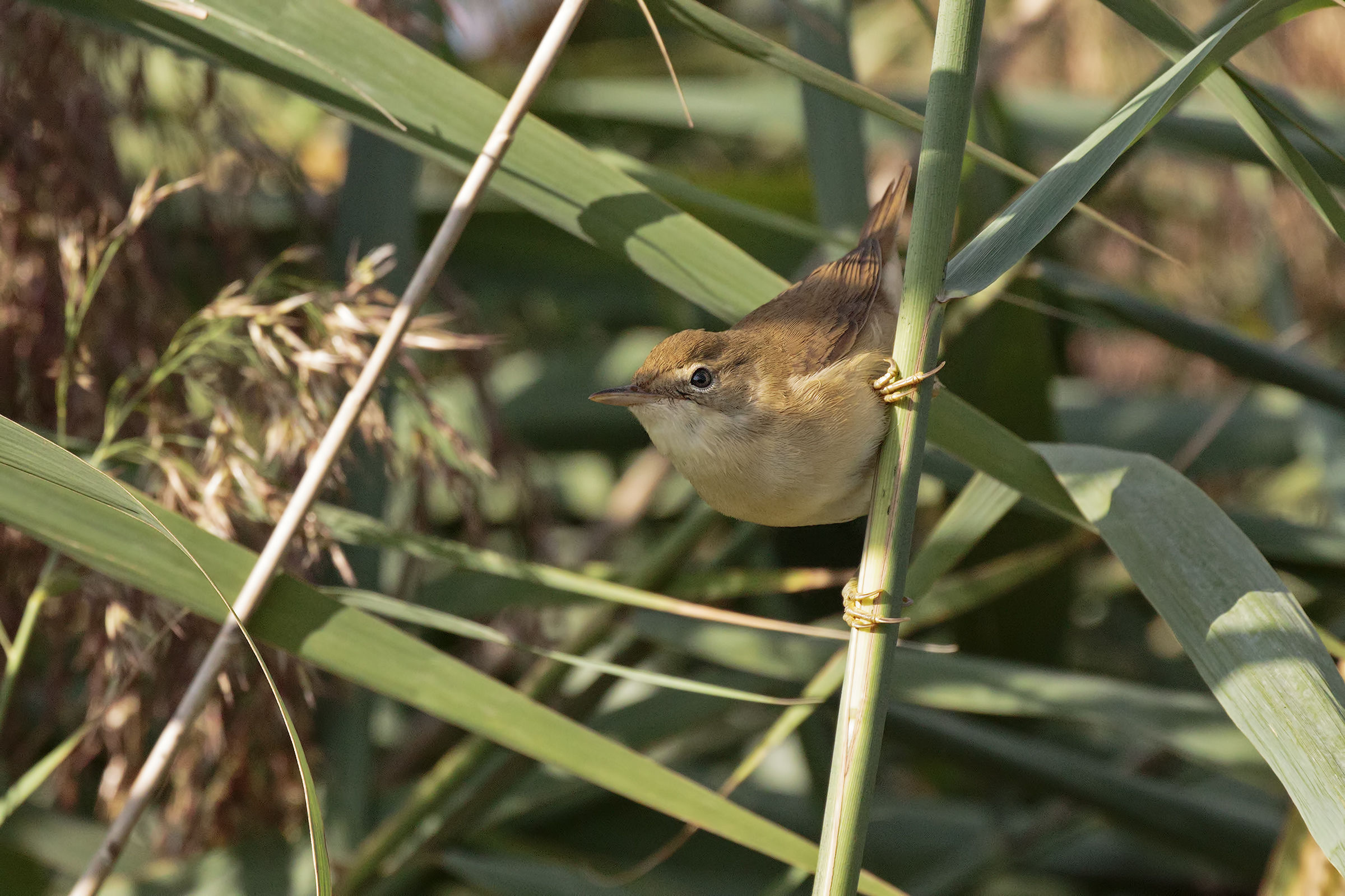 Nascosto tra le canne