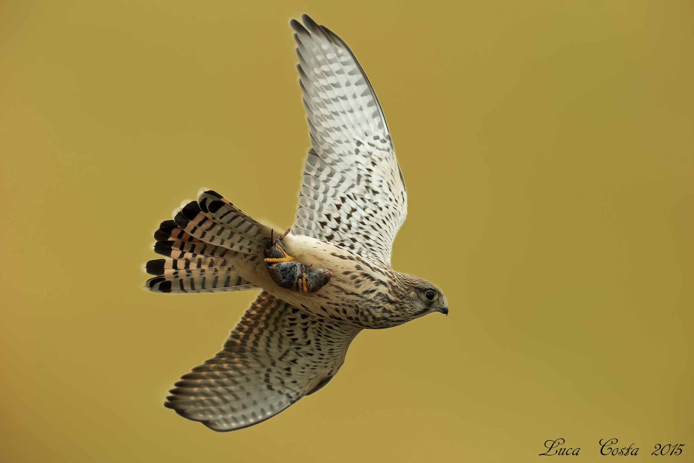 Gheppio in volo con preda