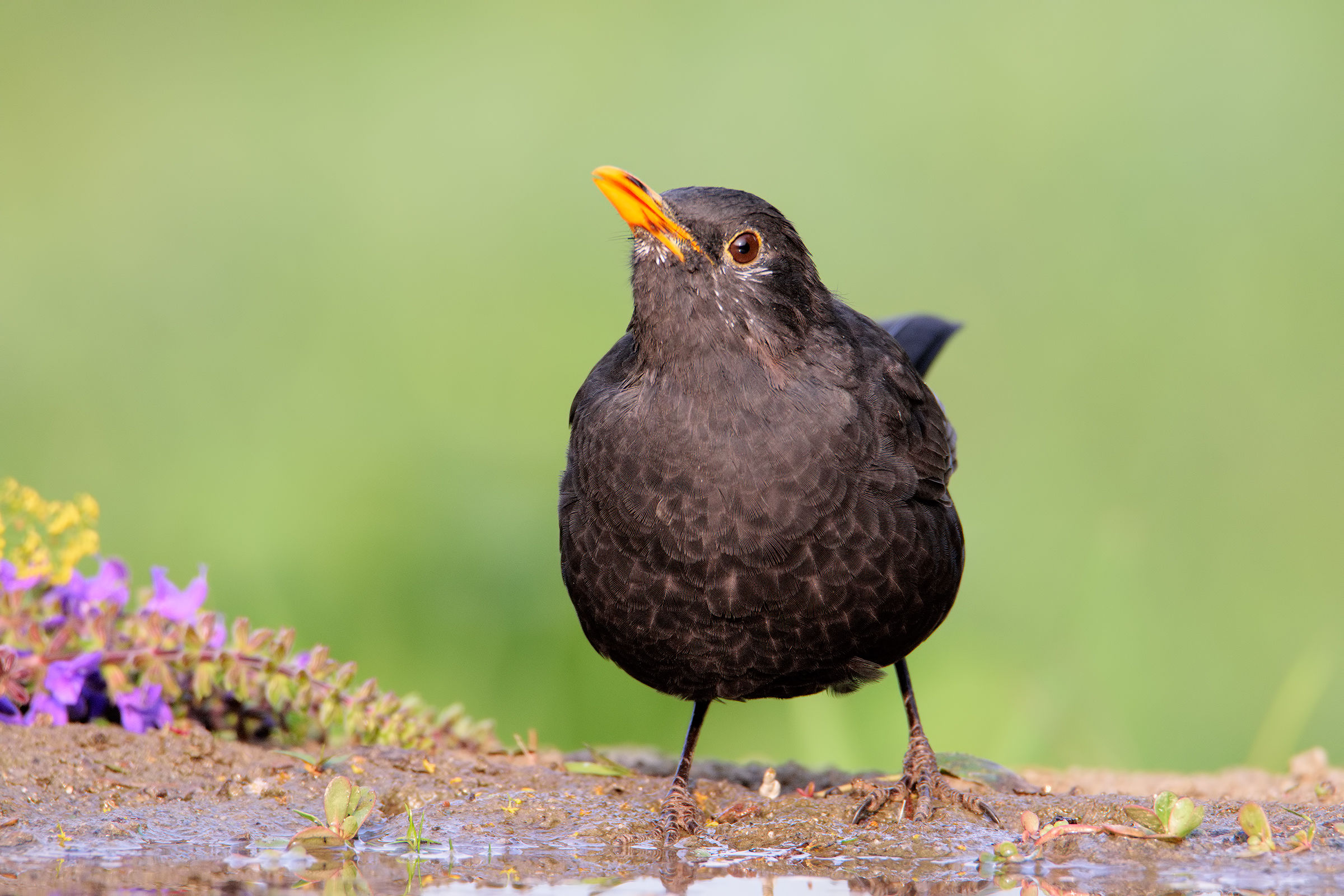 Blackbird