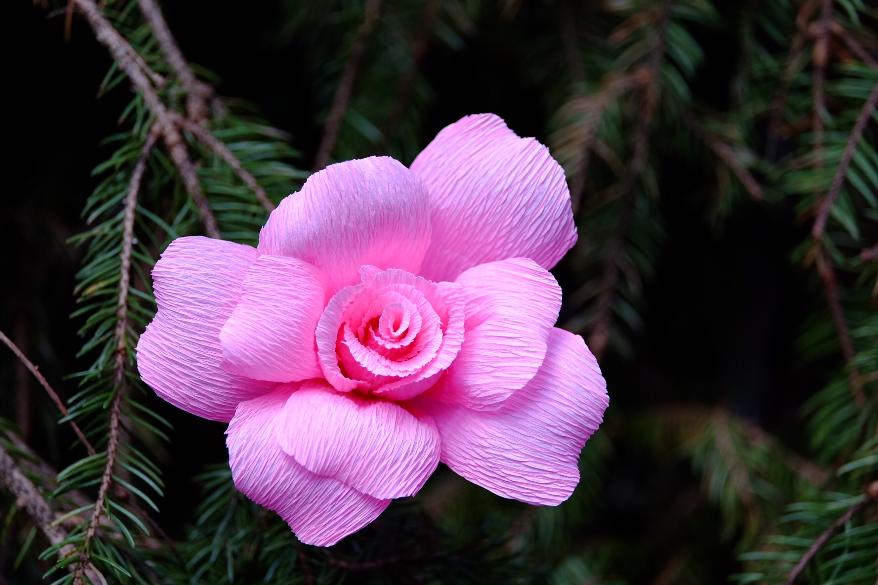Festa Fiori Montisola (Lago Iseo)