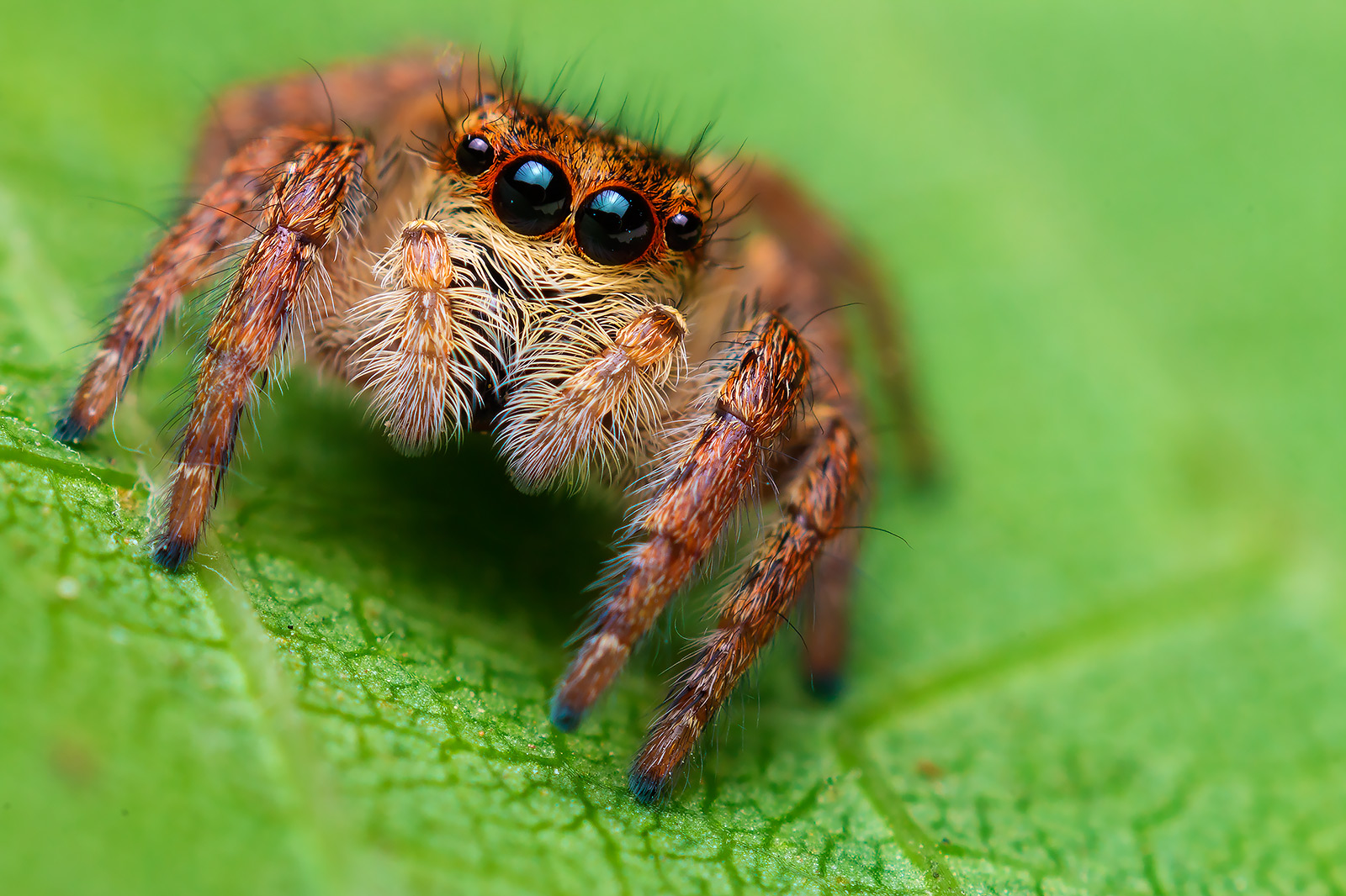 Salticidae mustachioed