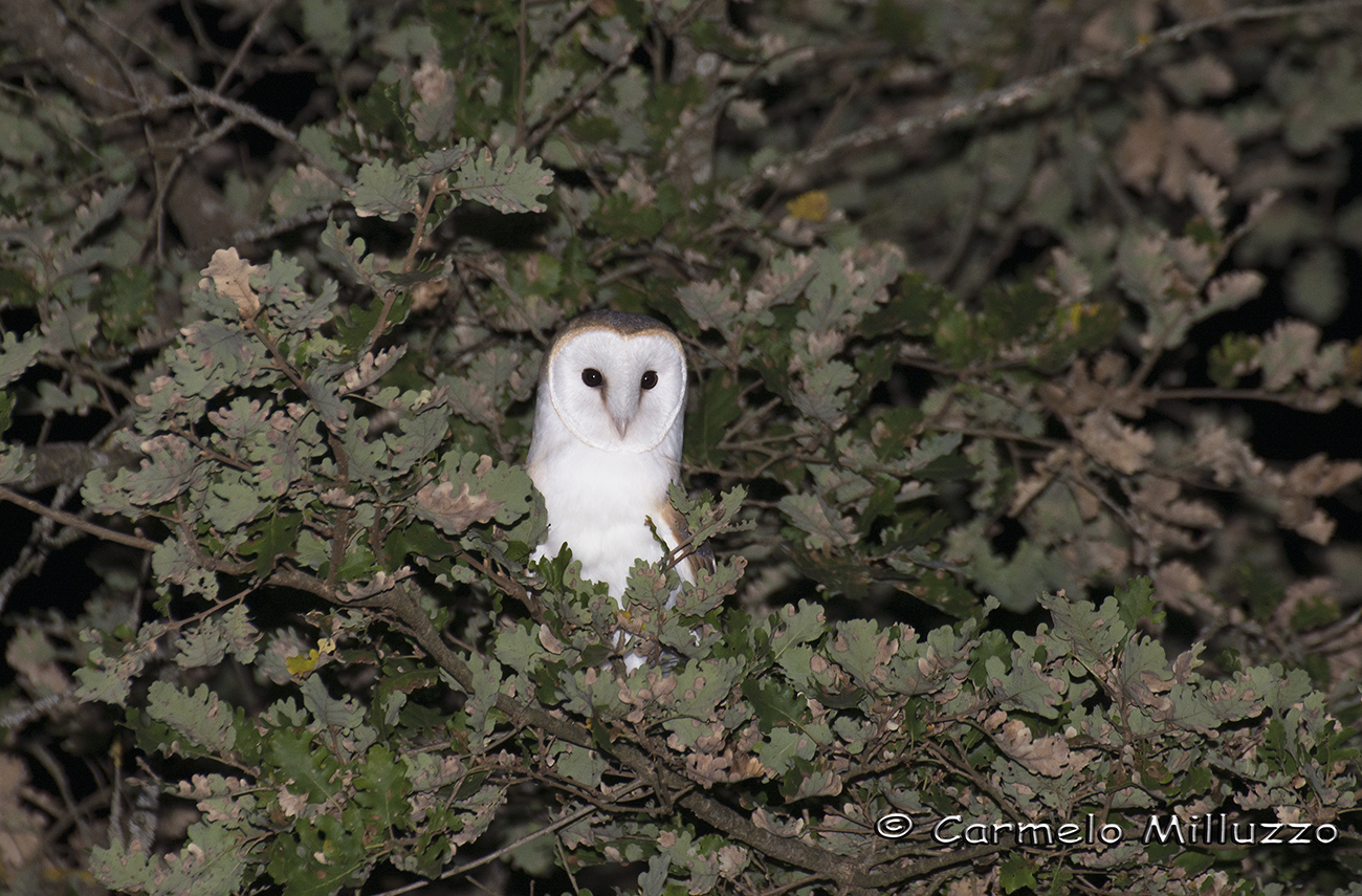 Barn Owl - Barn Owl -