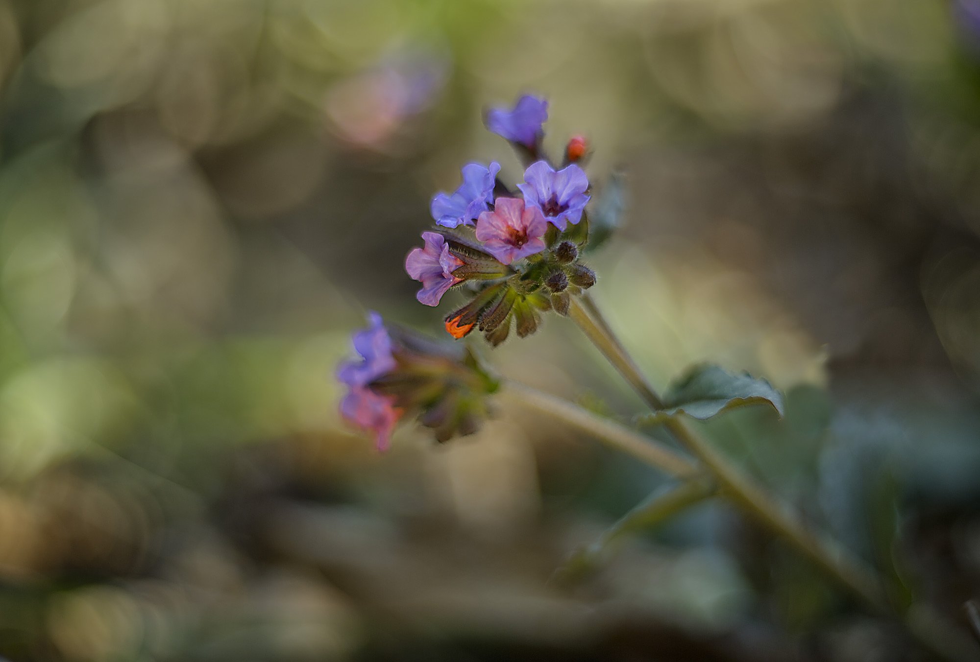 Primi fiori di primavera