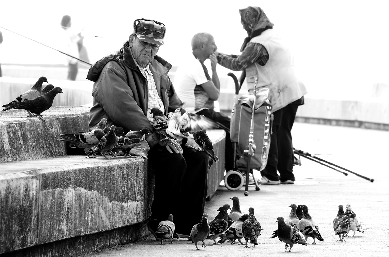 Man and pigeons