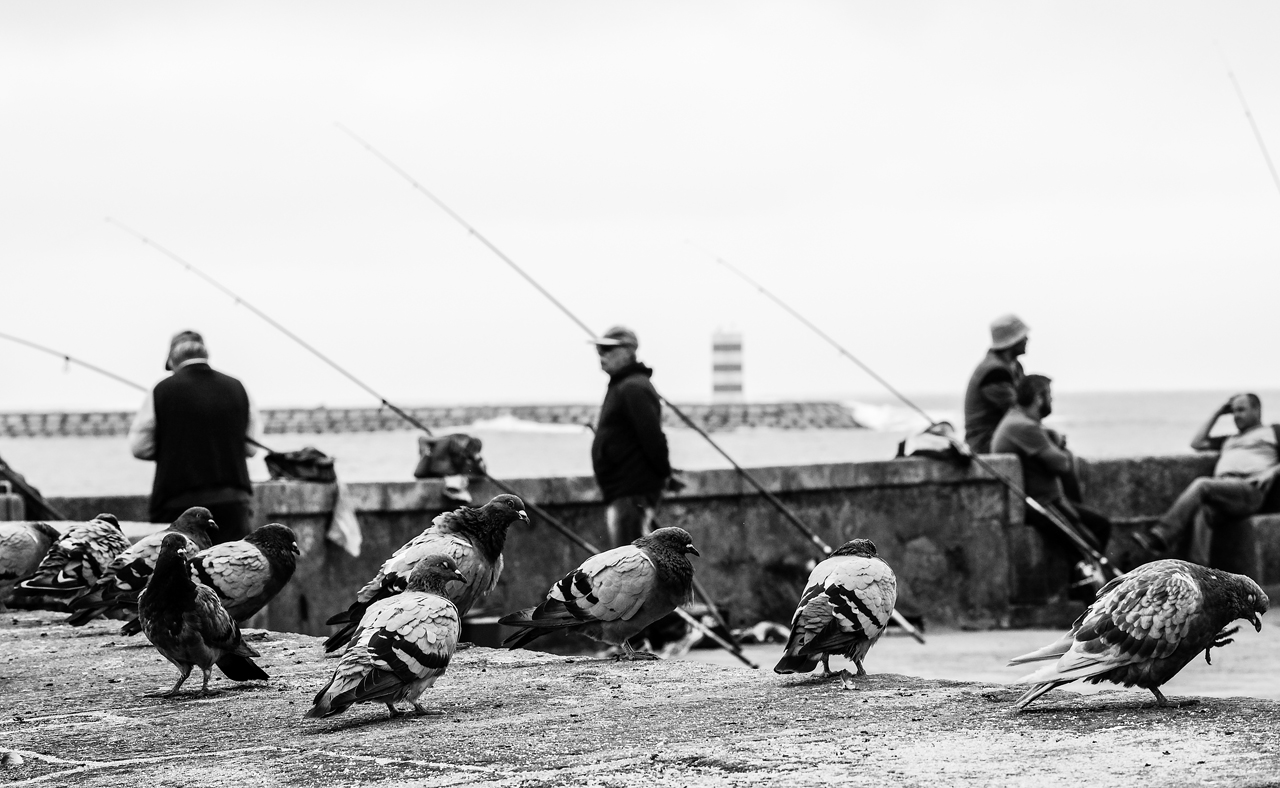 Pigeons and fishermen