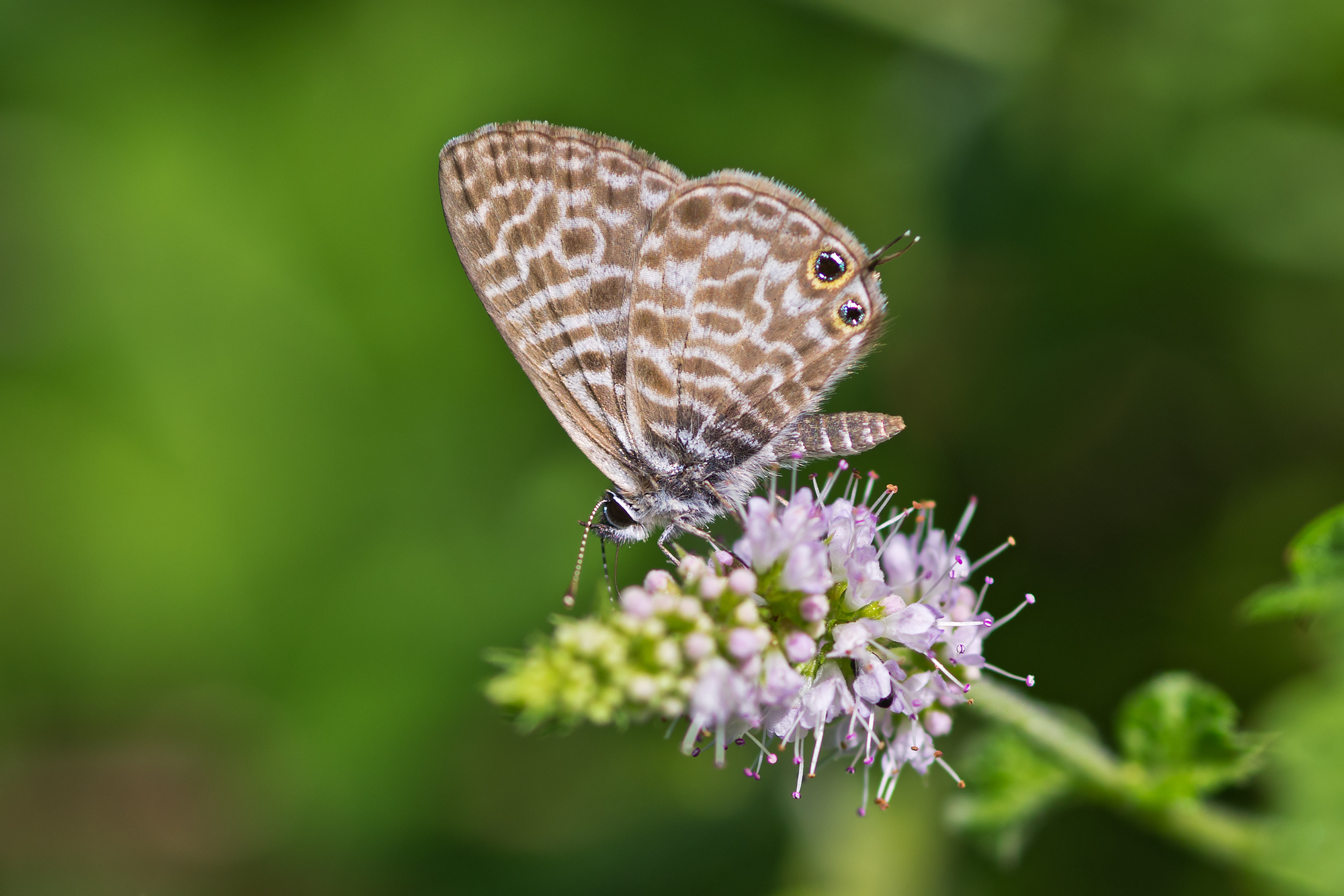 Leptotes pirithous (Linnaeus, 1767) - Lycaenidae