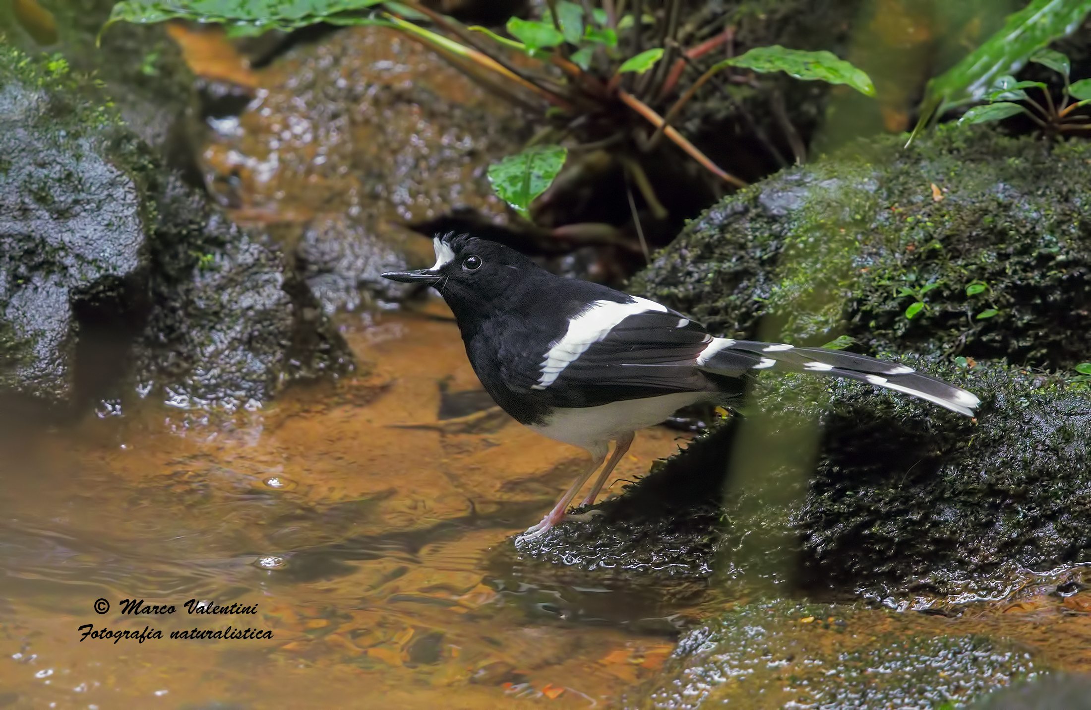 Bornean forktail