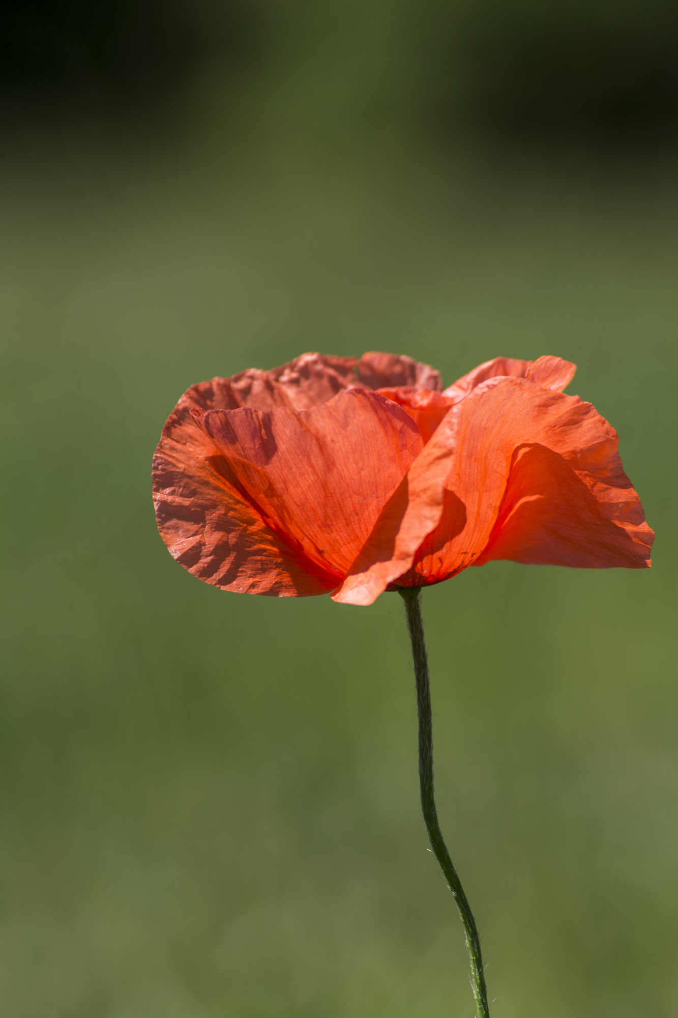 Red Poppy