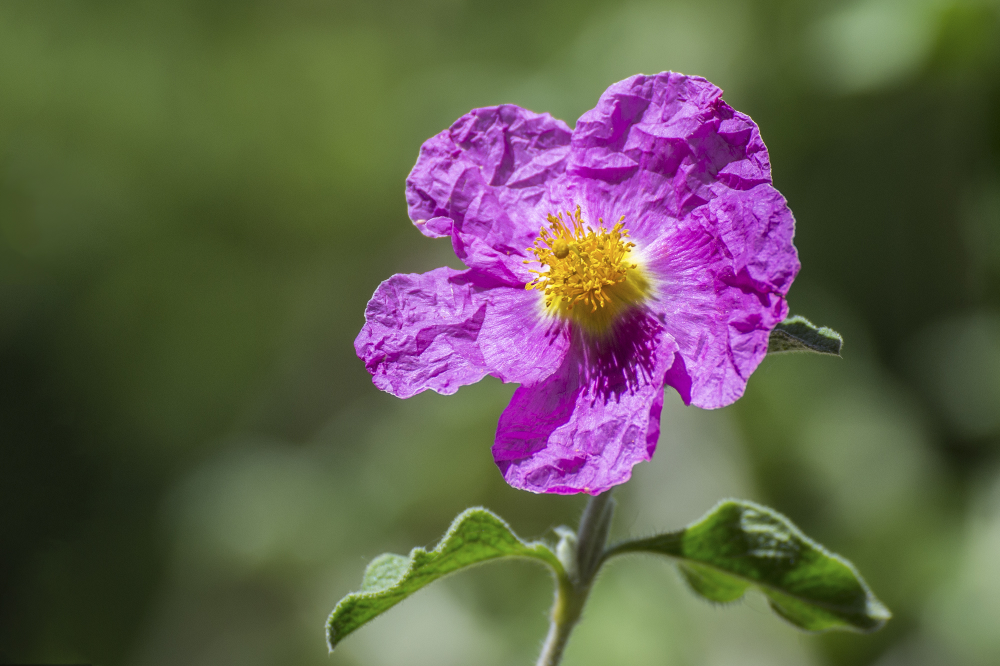 Flower of Cistus Icanus