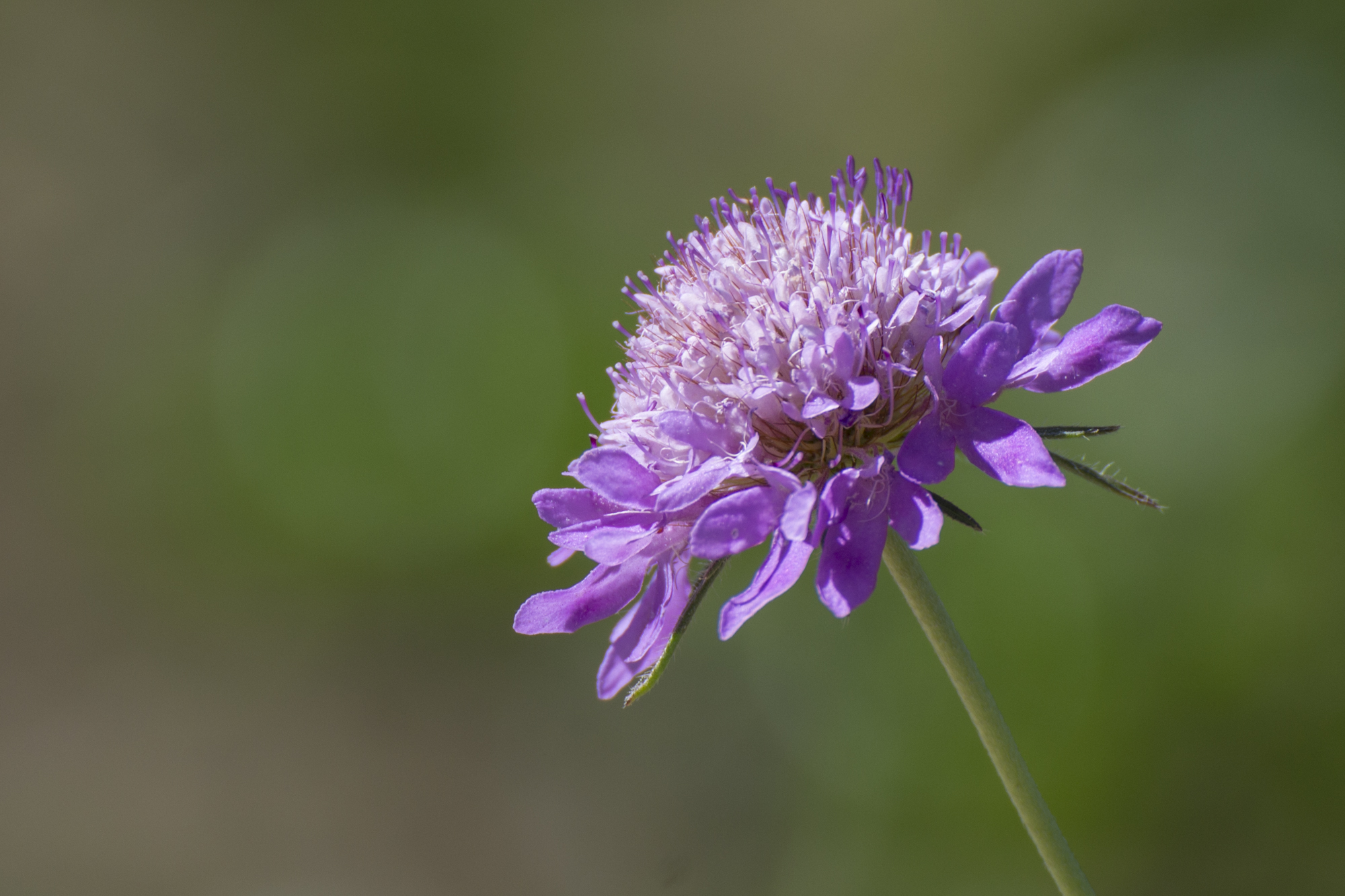 [NO_ID] Flower unidentified