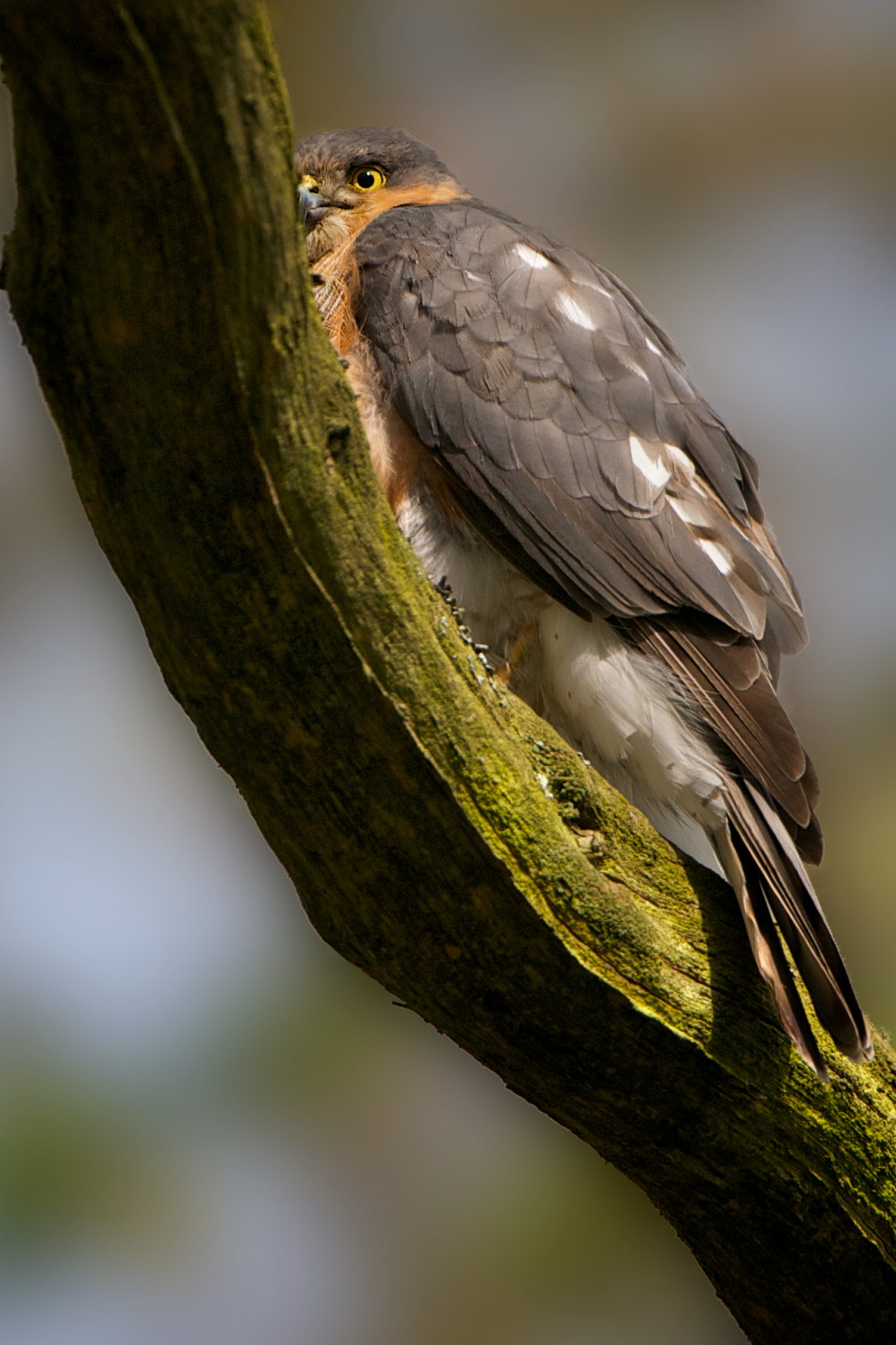 Sparrow-Hawk (male)