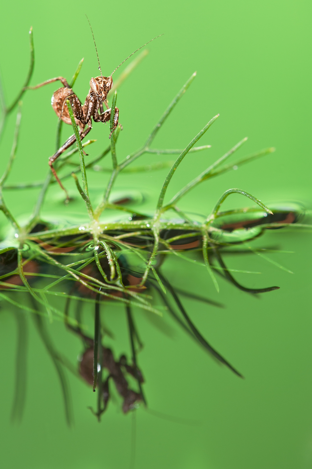 Specchio, specchio delle mie brame...