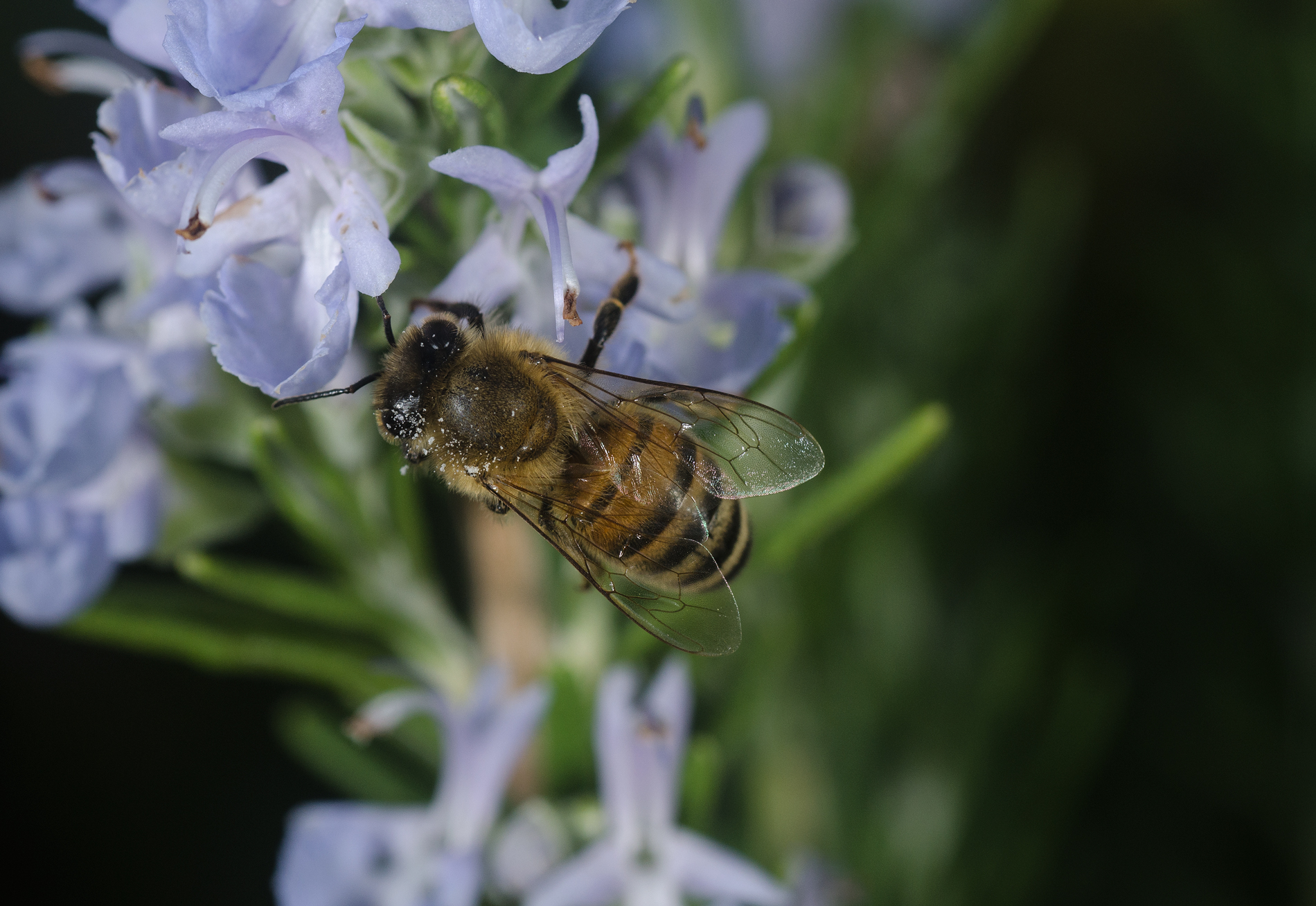 Bees and Rosemary