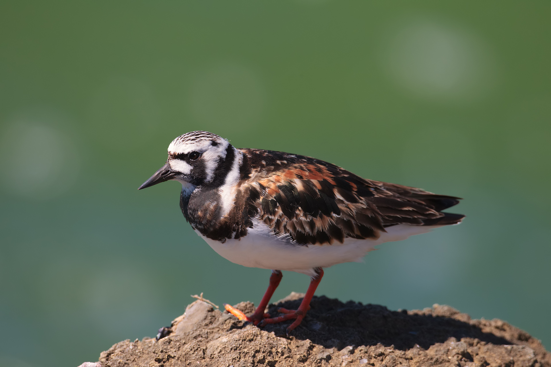 Can you tell me the name??