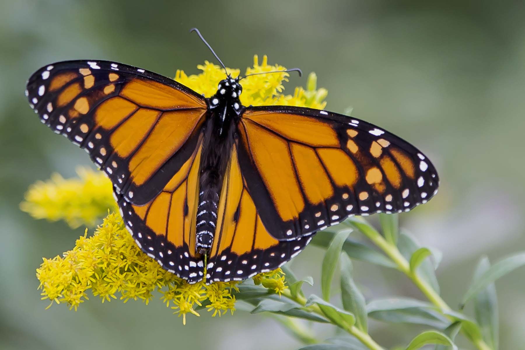 Monarca su giallo carico