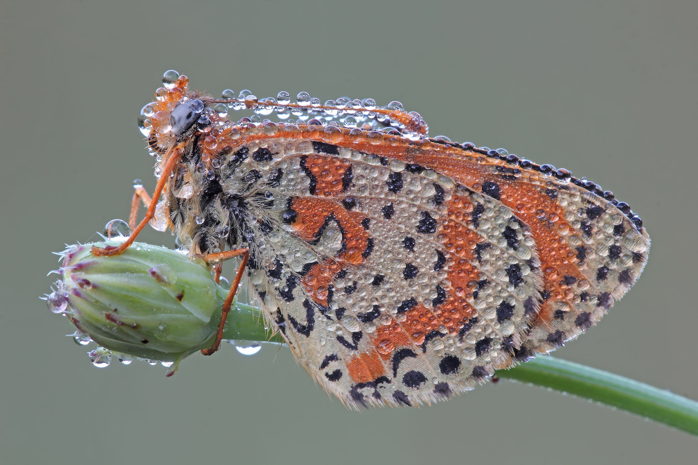 .....so to do something different !!!