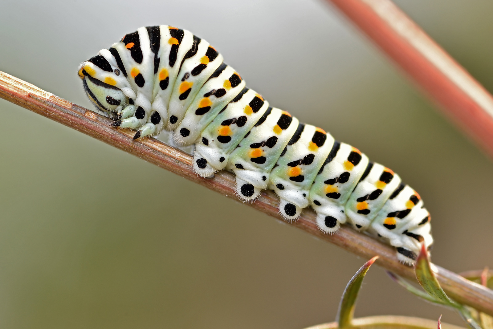 caterpillar of swallowtail