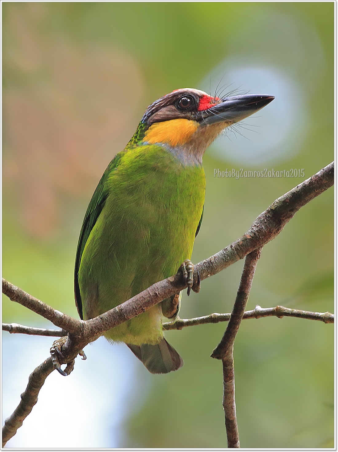 Gold-whiskered Barbet