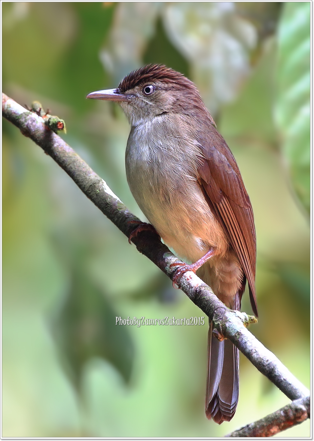Cream-vented Bulbul