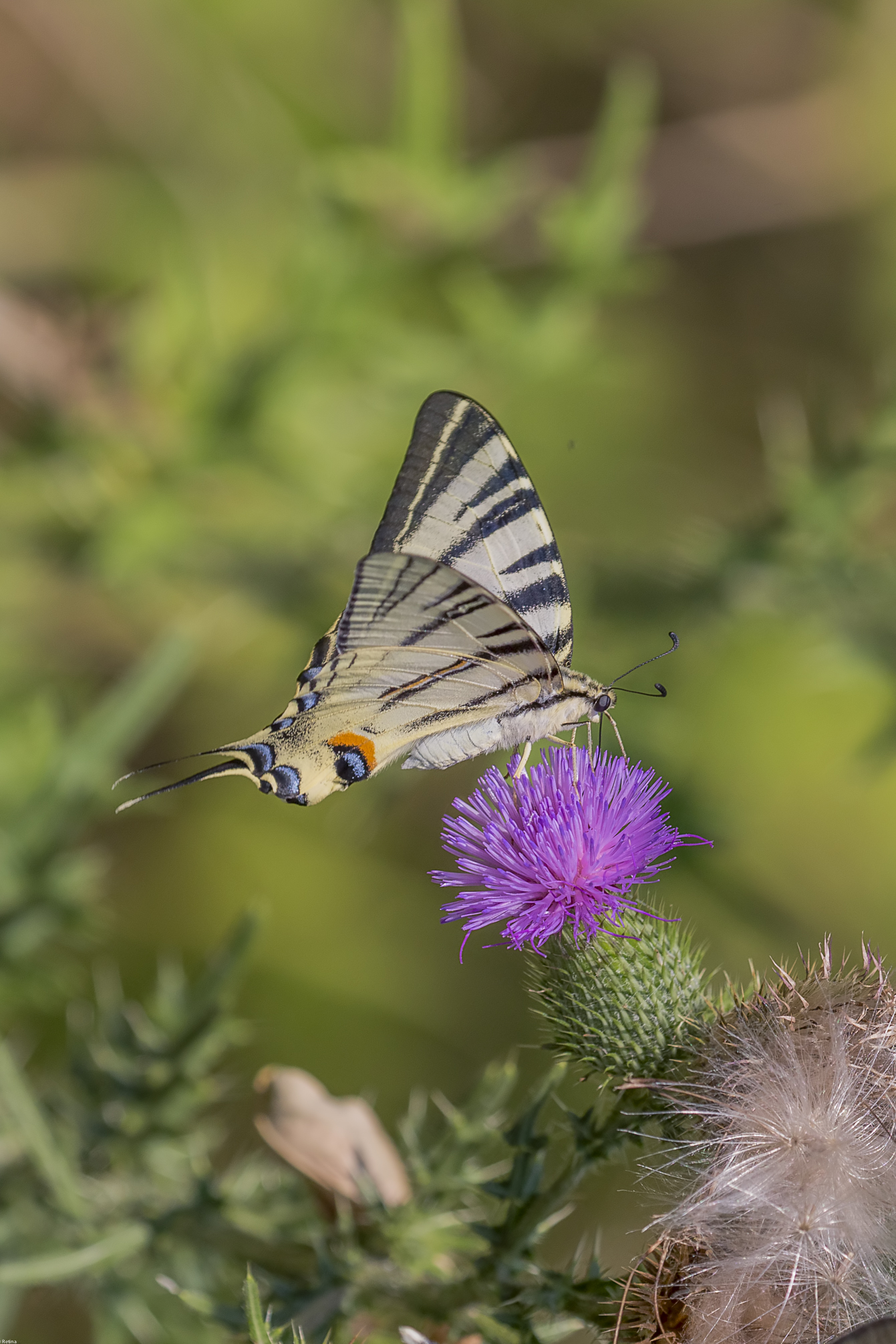 lphiclides podalirius