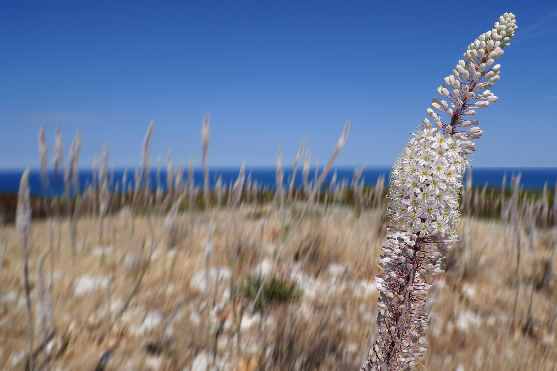 Gargano "Scilla maritime"