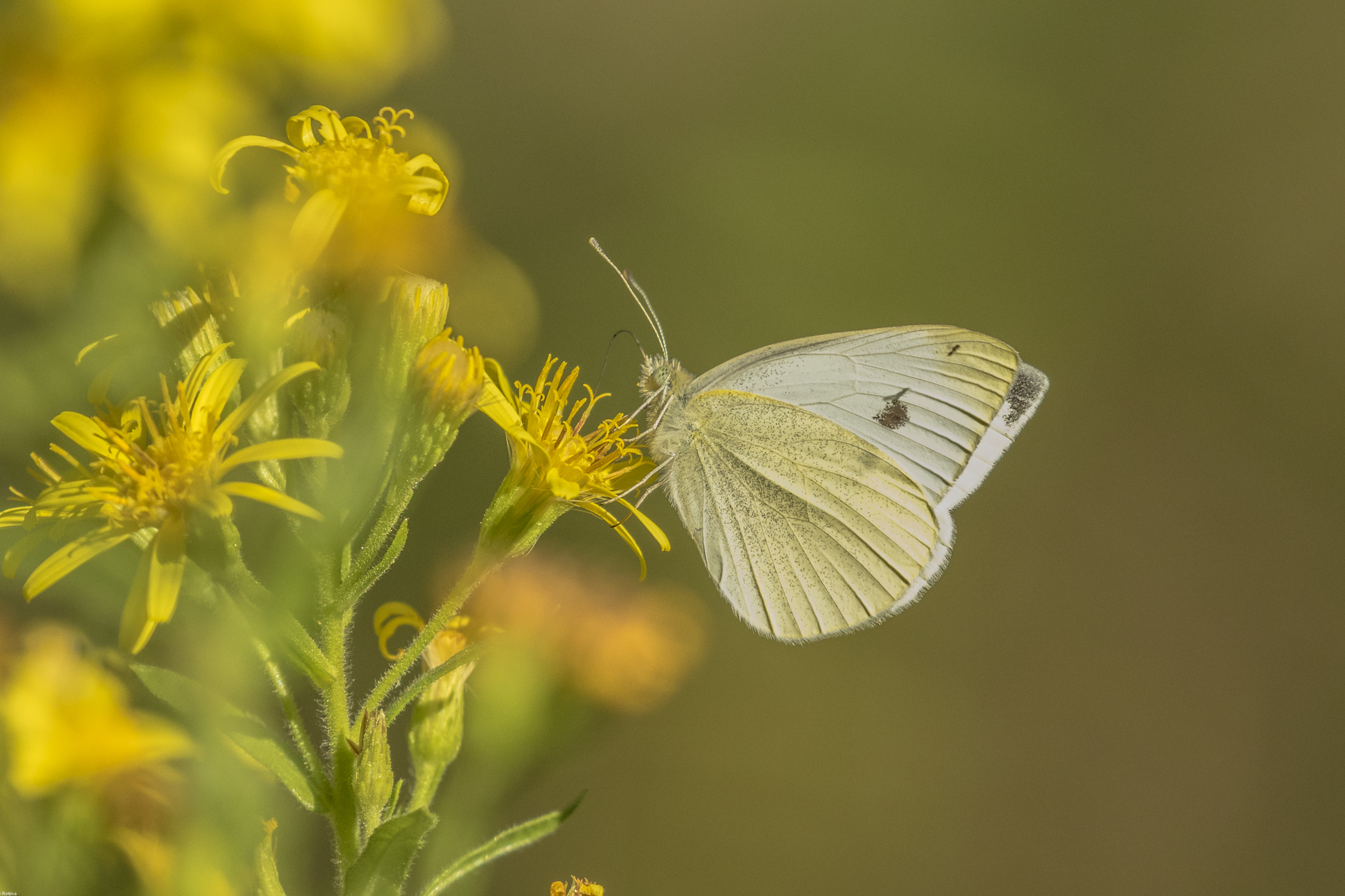 Pieris brassicae