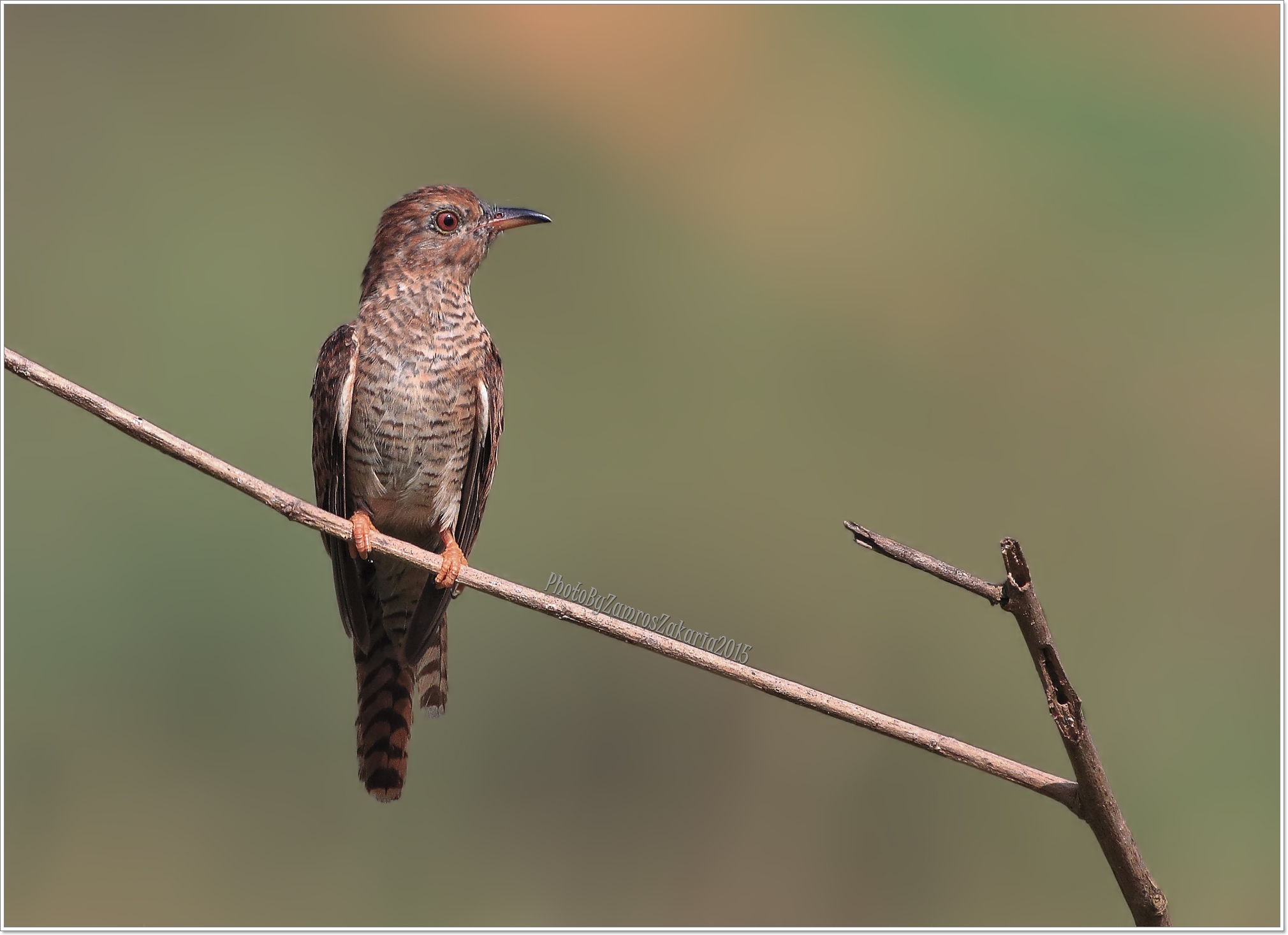 Plaintive Cuckoo (Female)